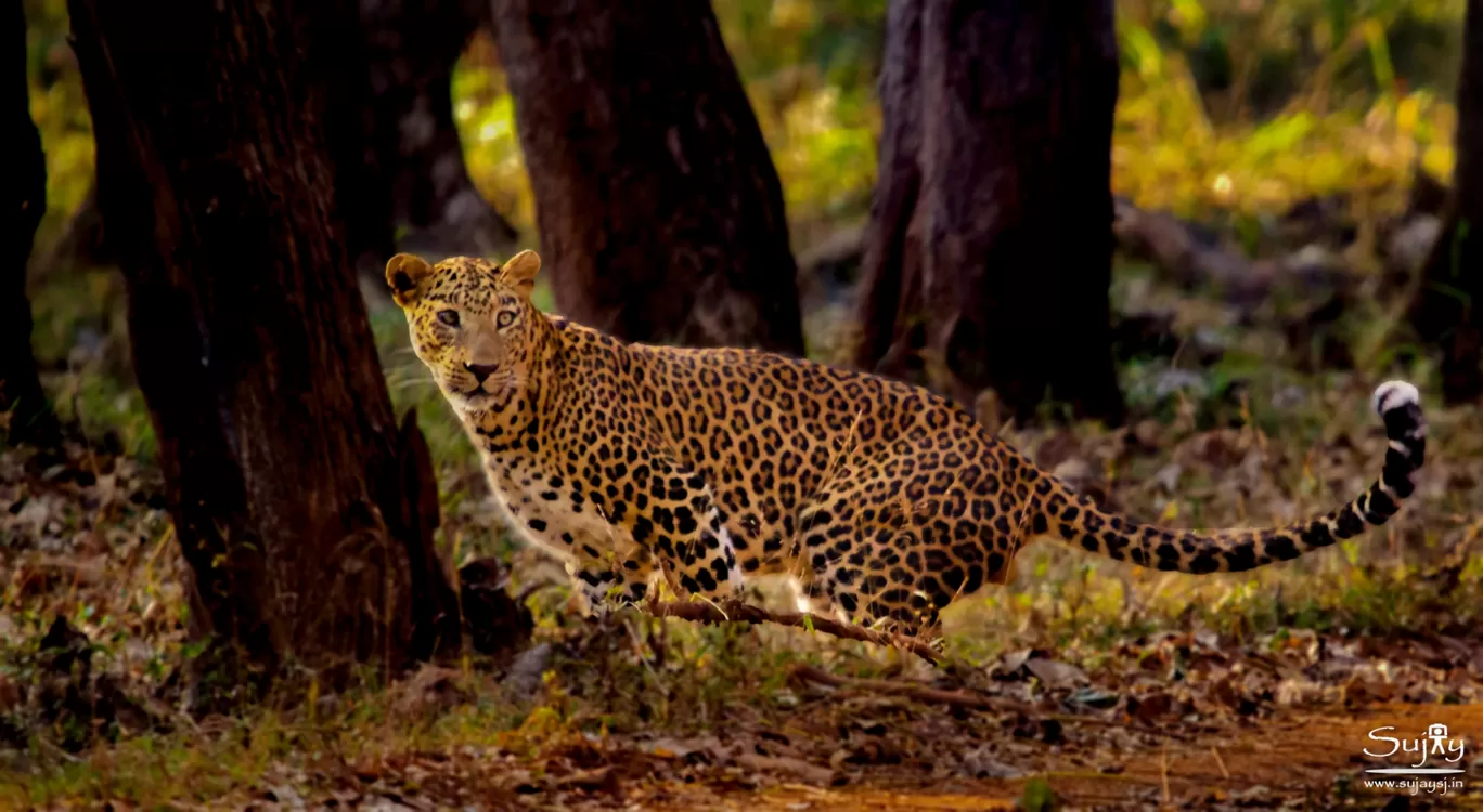 Photo of Bhadra Tiger Reserve By Sujay Jamkhandi