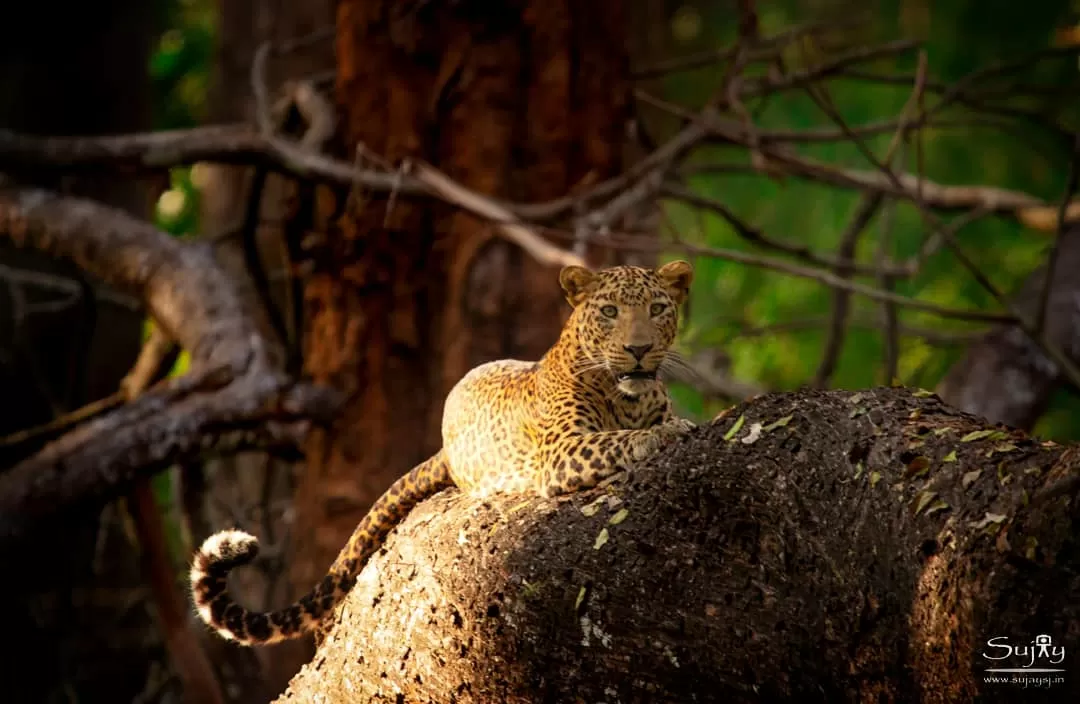 Photo of Bhadra Tiger Reserve By Sujay Jamkhandi