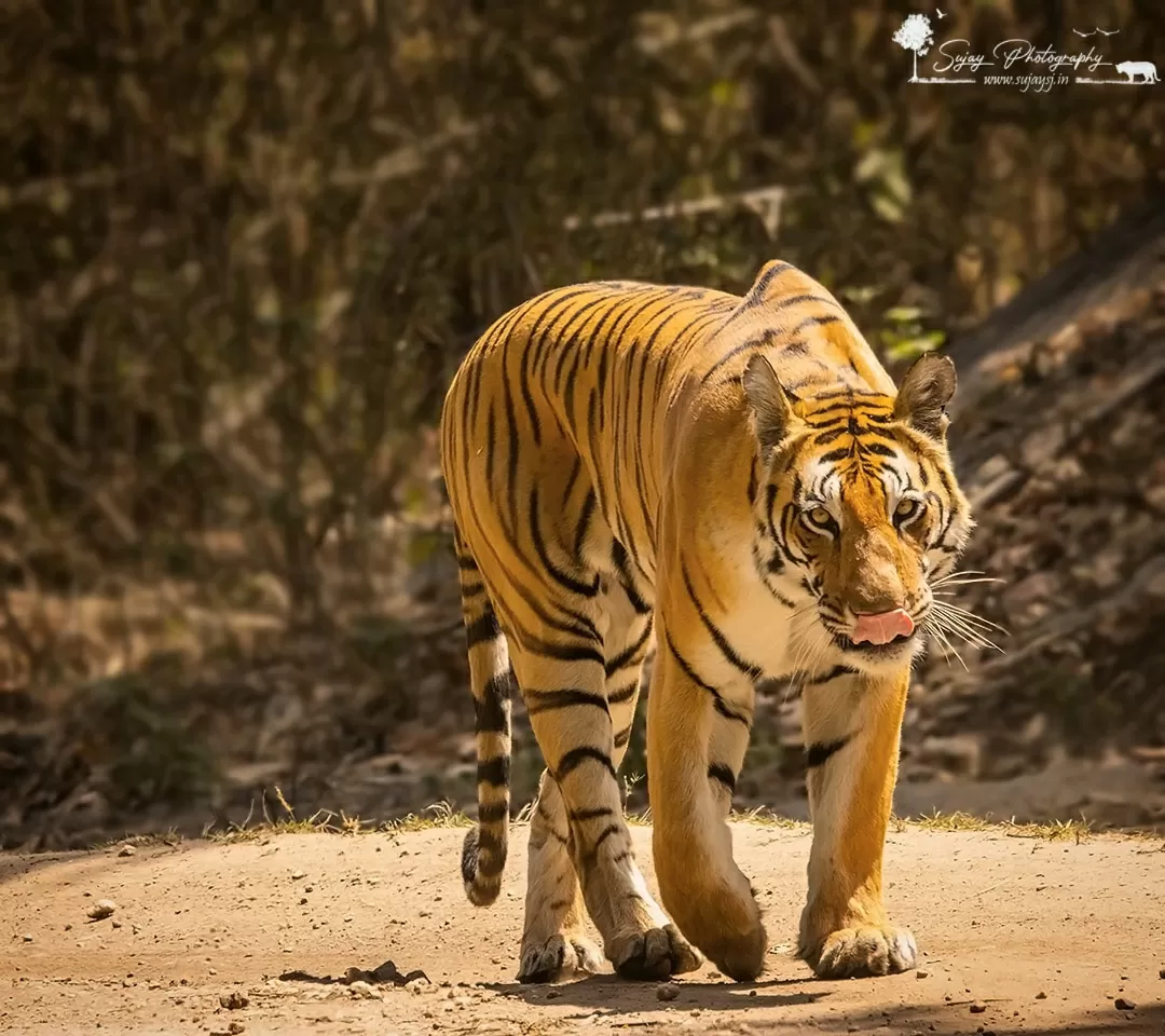 Photo of Kanha Tiger Reserve By Sujay Jamkhandi