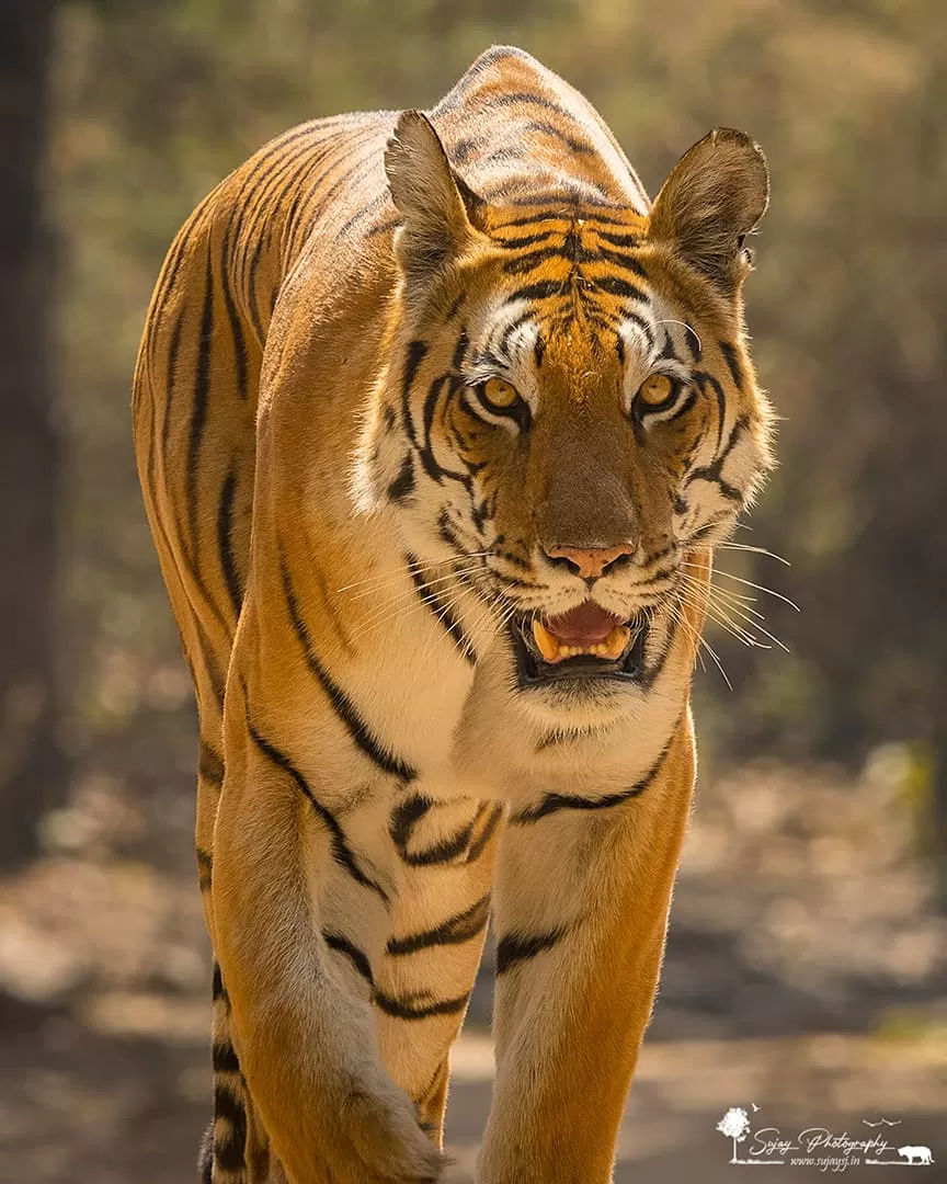 Photo of Kanha Tiger Reserve By Sujay Jamkhandi