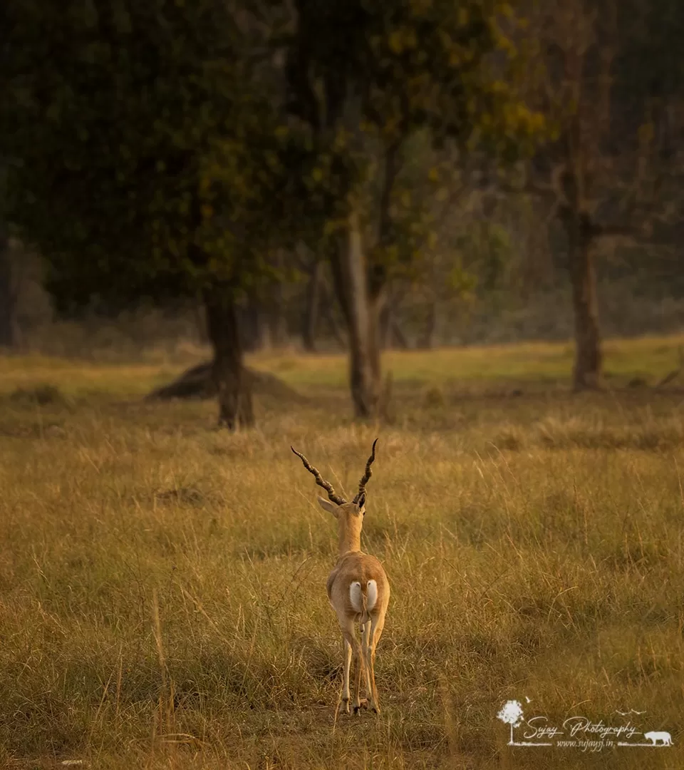 Photo of Kanha Tiger Reserve By Sujay Jamkhandi