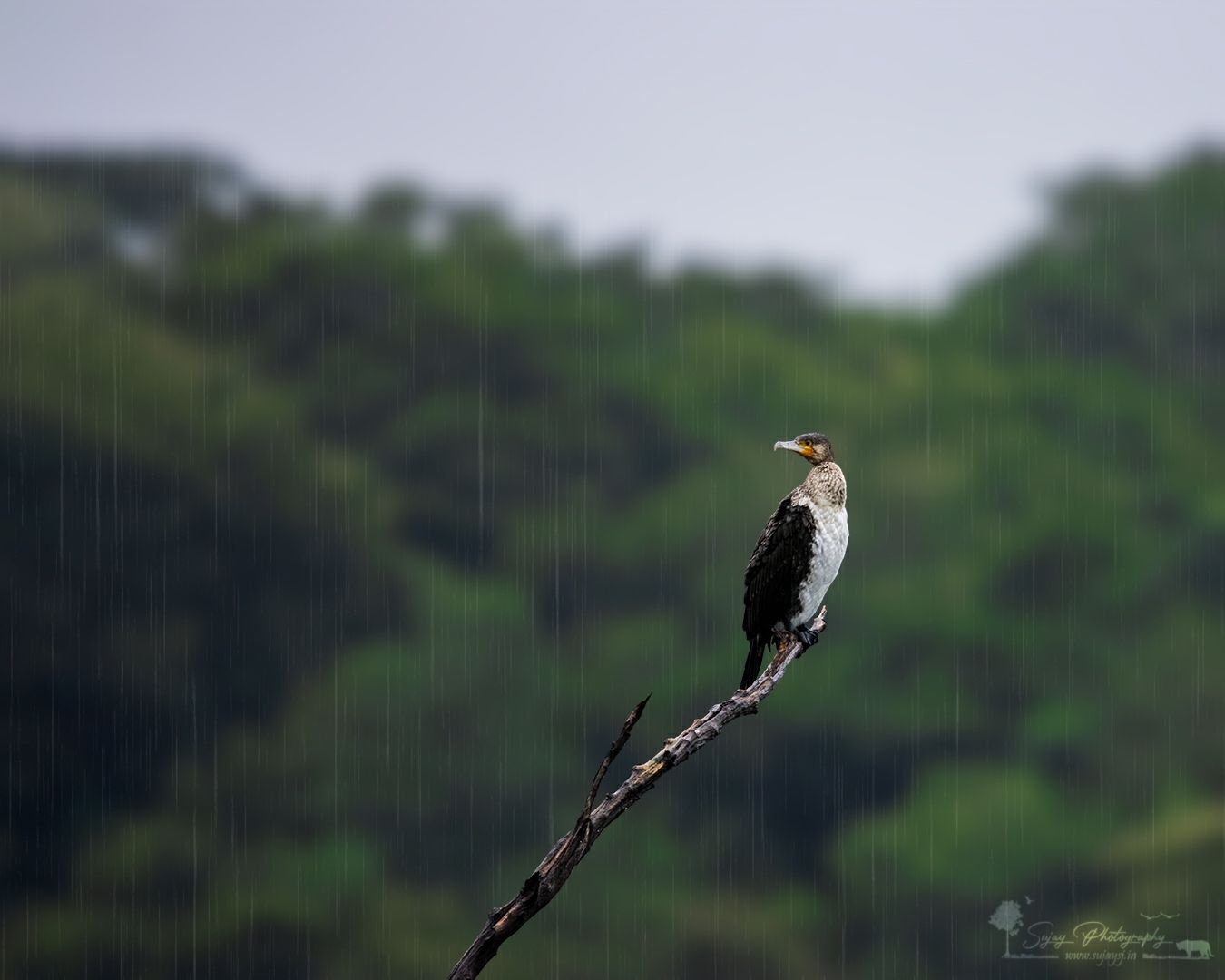 Photo of Bhadra Wildlife Sanctuary By Sujay Jamkhandi
