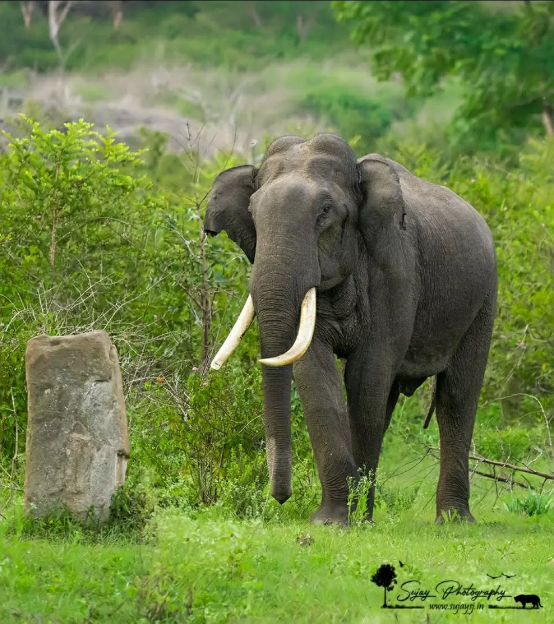 Photo of Bandipur Tiger Reserve And National Park By Sujay Jamkhandi