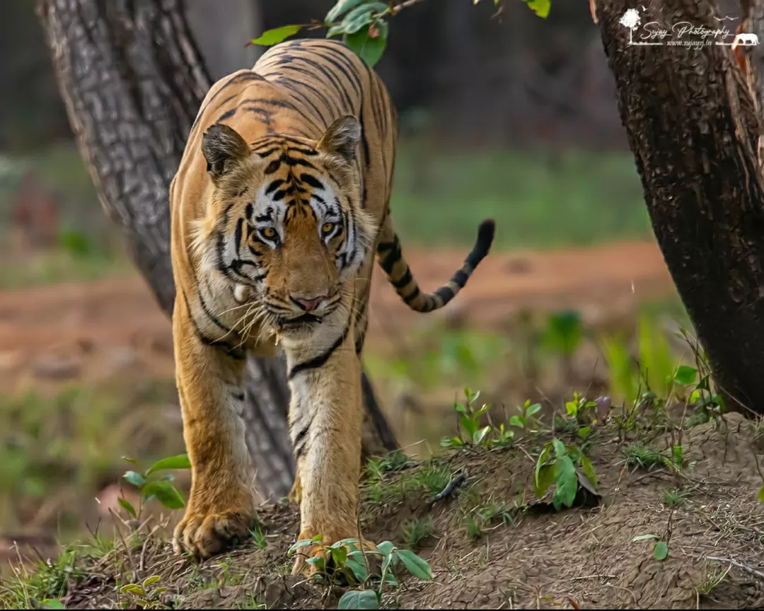 Photo of Tadoba Andhari Tiger Reserve By Sujay Jamkhandi