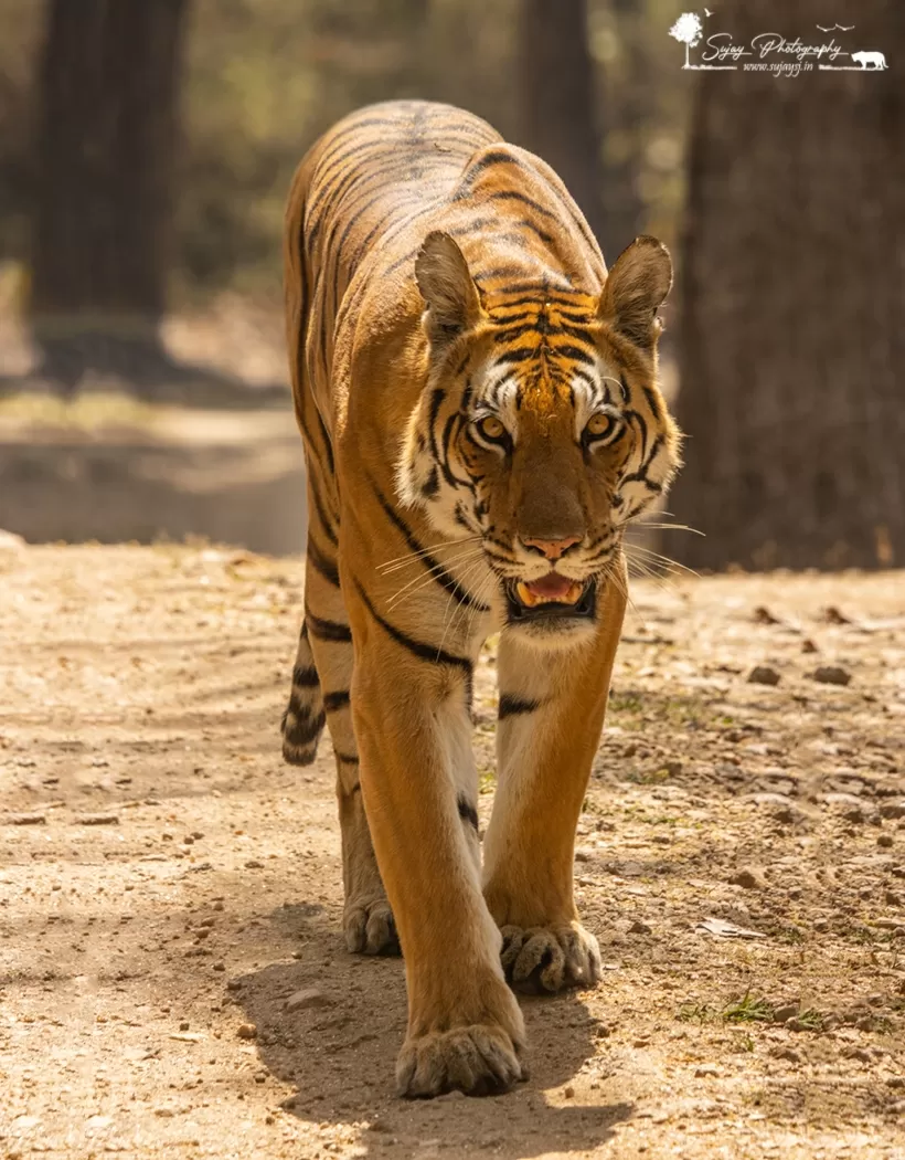 Photo of Kanha Tiger Reserve By Sujay Jamkhandi