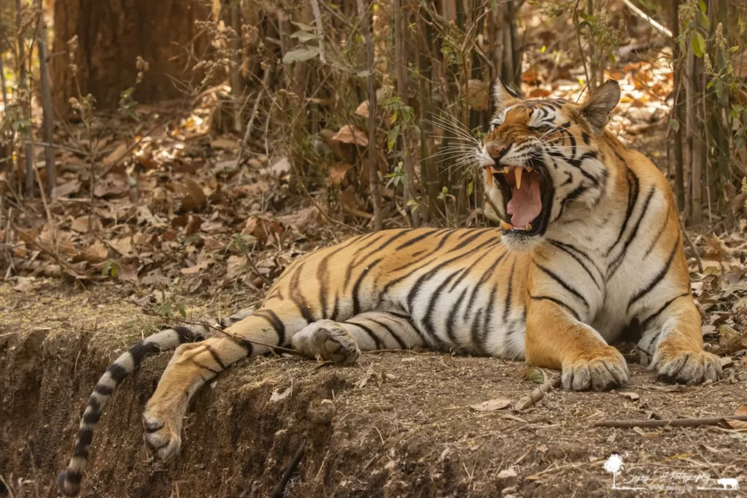 Photo of Kanha Tiger Reserve By Sujay Jamkhandi