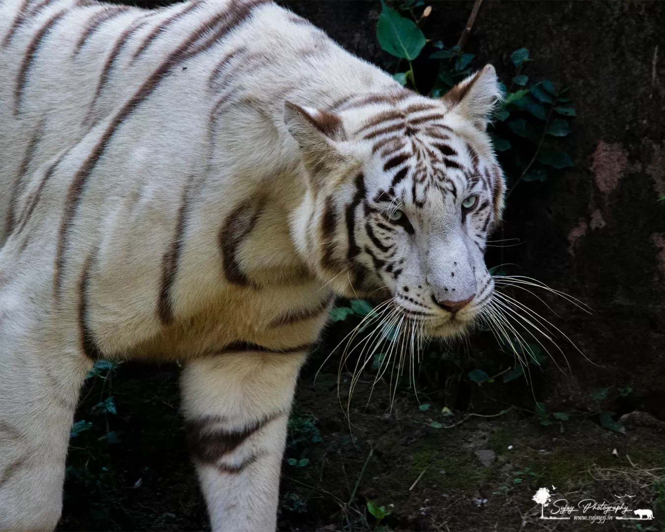 Photo of Nandankanan Zoological Park By Sujay Jamkhandi