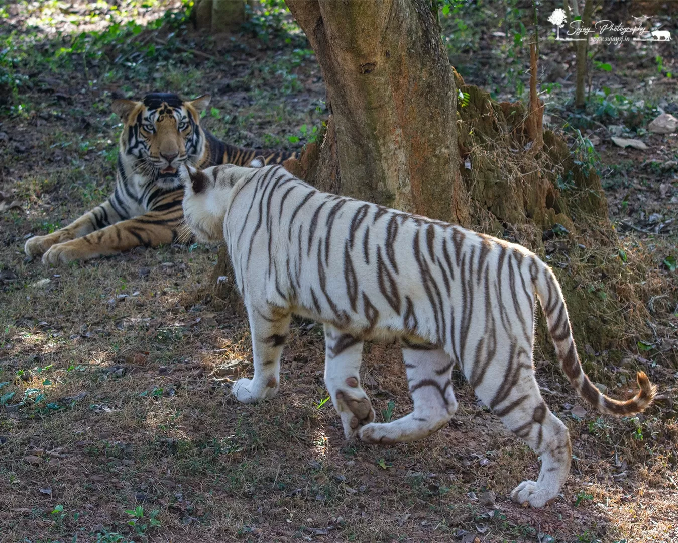 Photo of Nandankanan Zoological Park By Sujay Jamkhandi