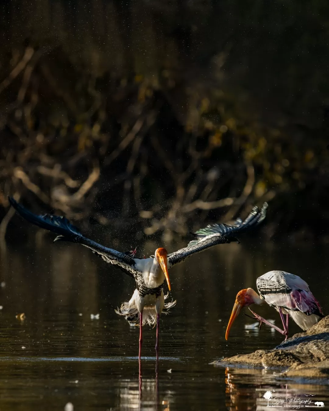 Photo of Ranganathittu Bird Sanctuary By Sujay Jamkhandi