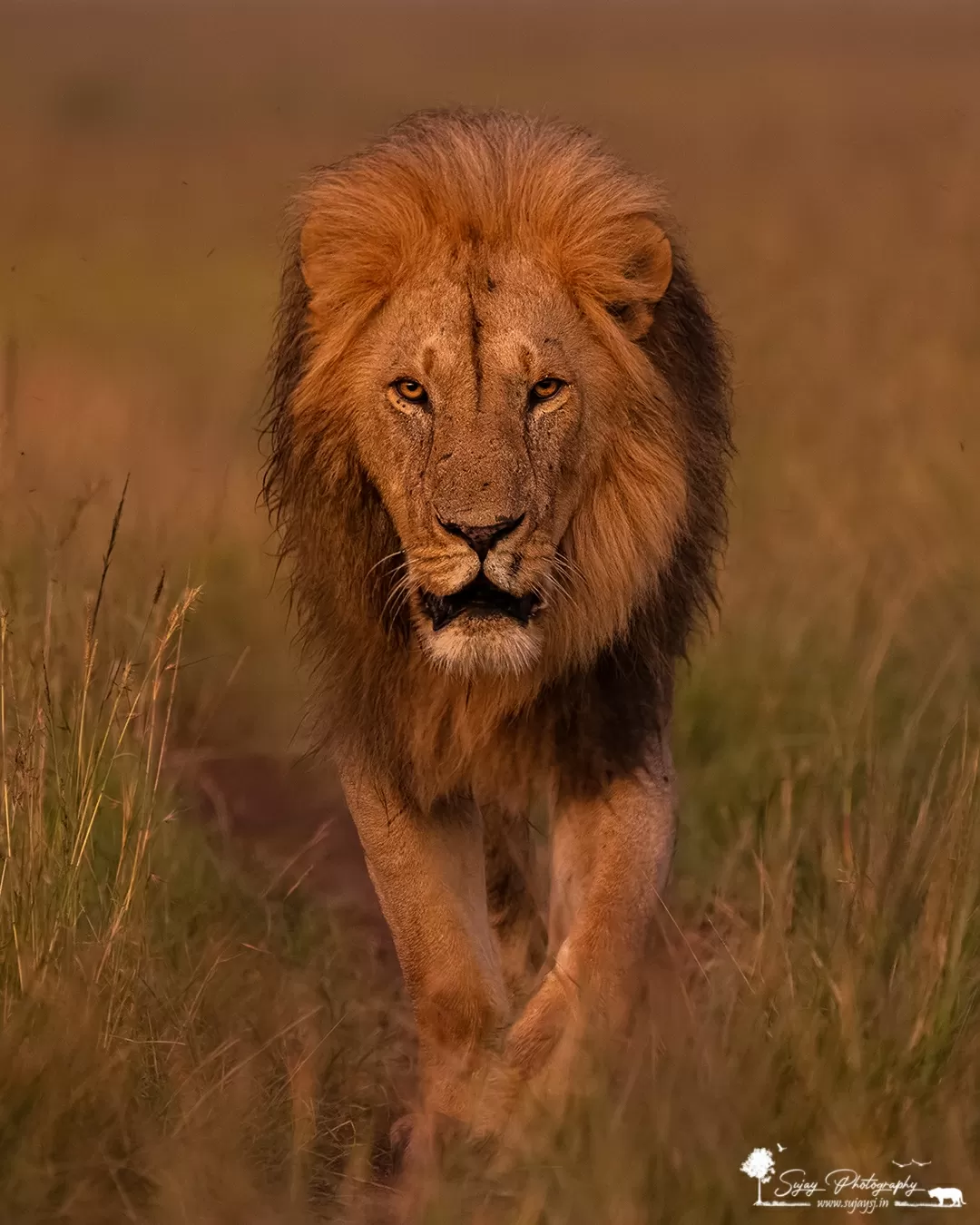 Photo of Masai Mara National Reserve By Sujay Jamkhandi