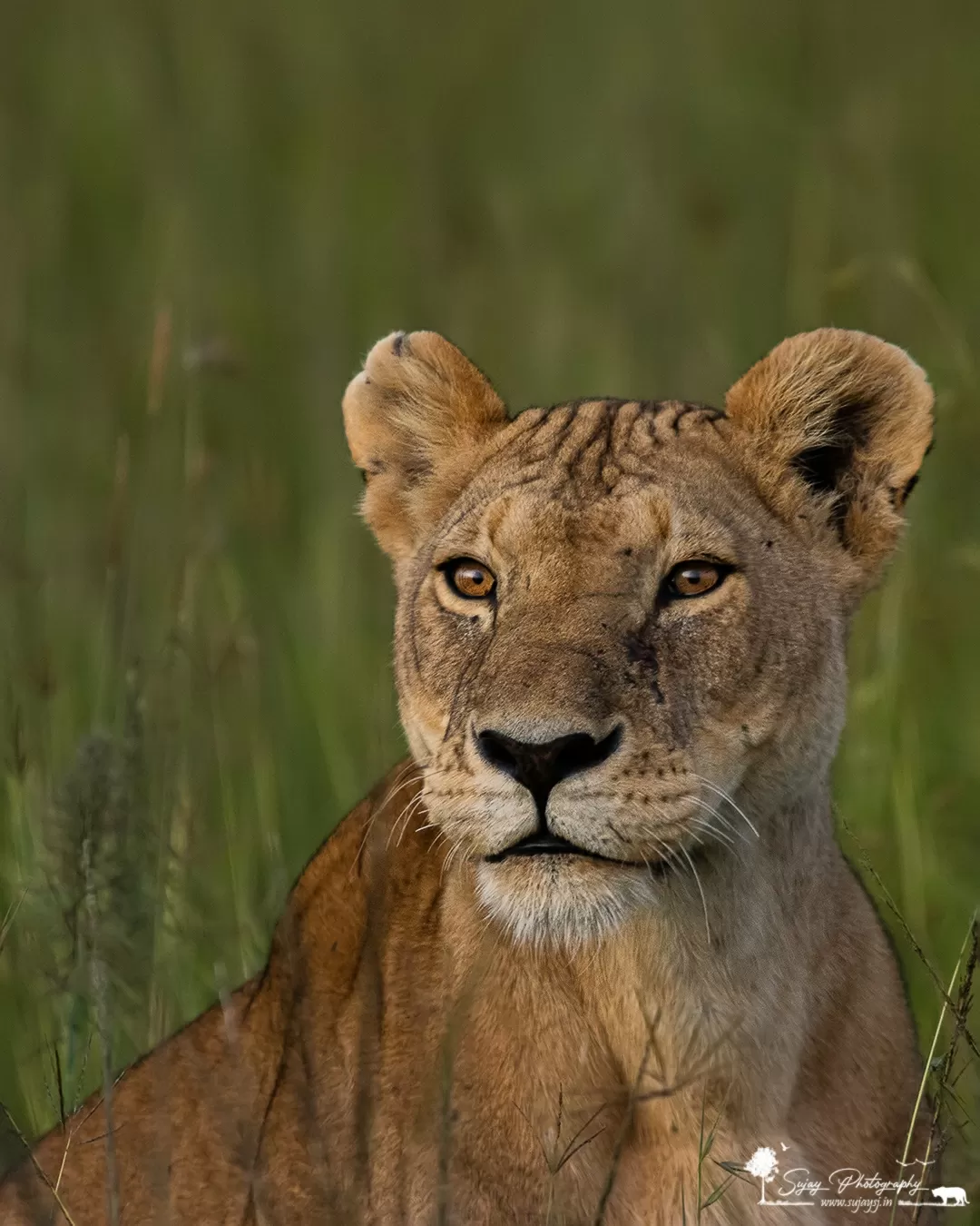 Photo of Masai Mara National Reserve By Sujay Jamkhandi
