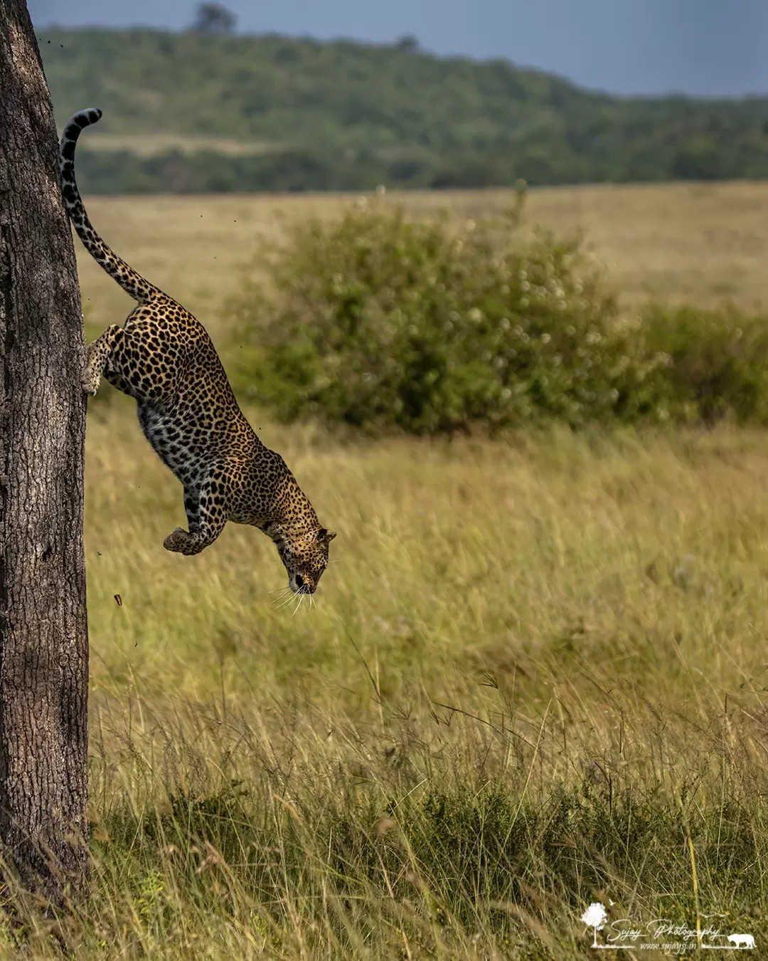 Photo of Masai Mara National Reserve By Sujay Jamkhandi