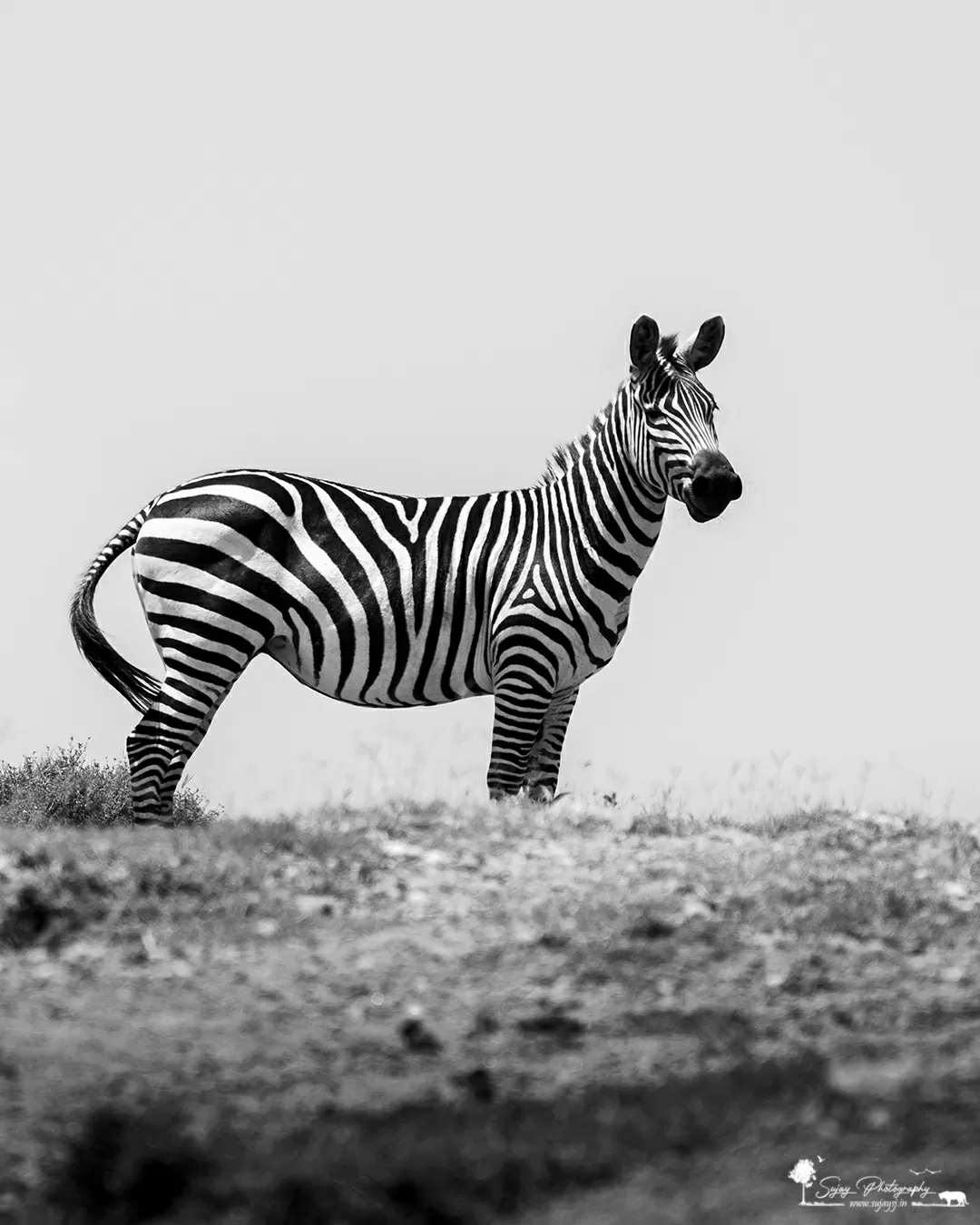 Photo of Masai Mara National Reserve By Sujay Jamkhandi