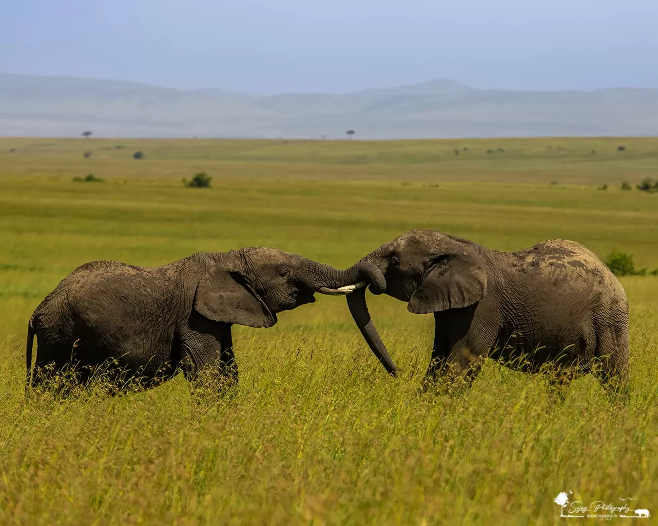 Photo of Masai Mara National Reserve By Sujay Jamkhandi