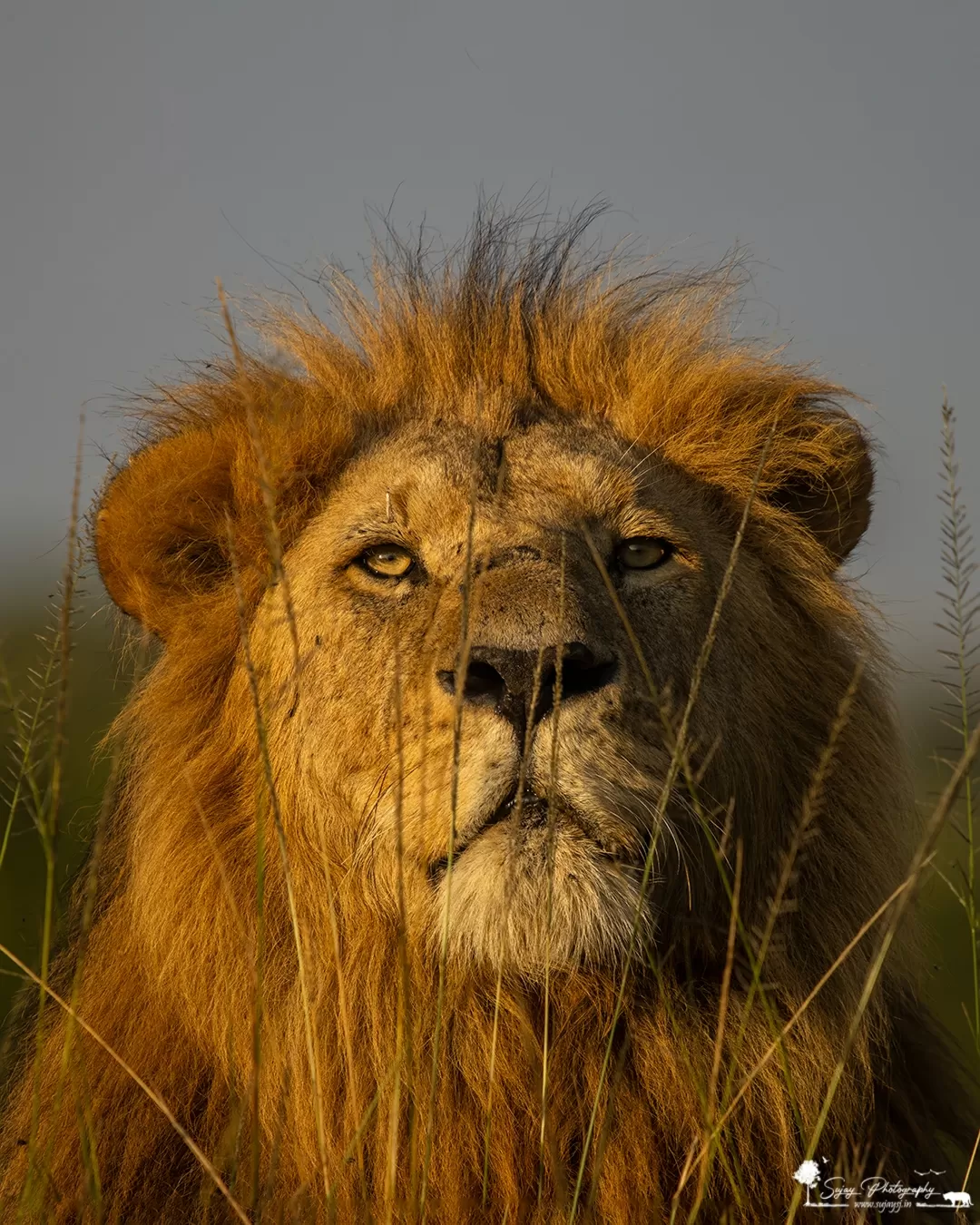 Photo of Masai Mara National Reserve By Sujay Jamkhandi