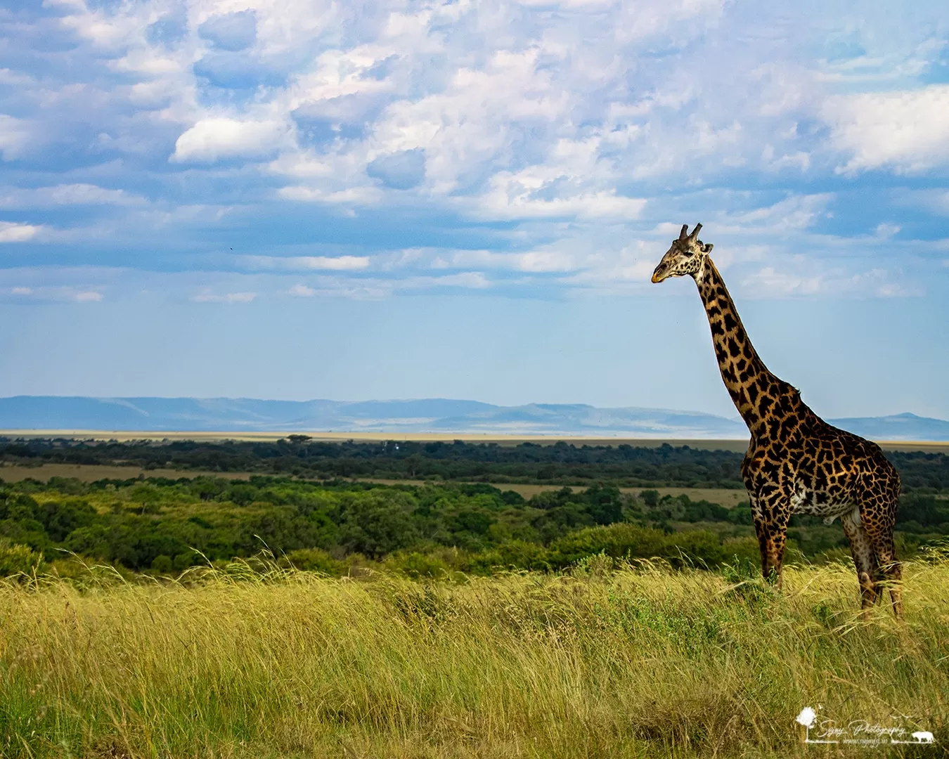 Photo of Masai Mara National Reserve By Sujay Jamkhandi