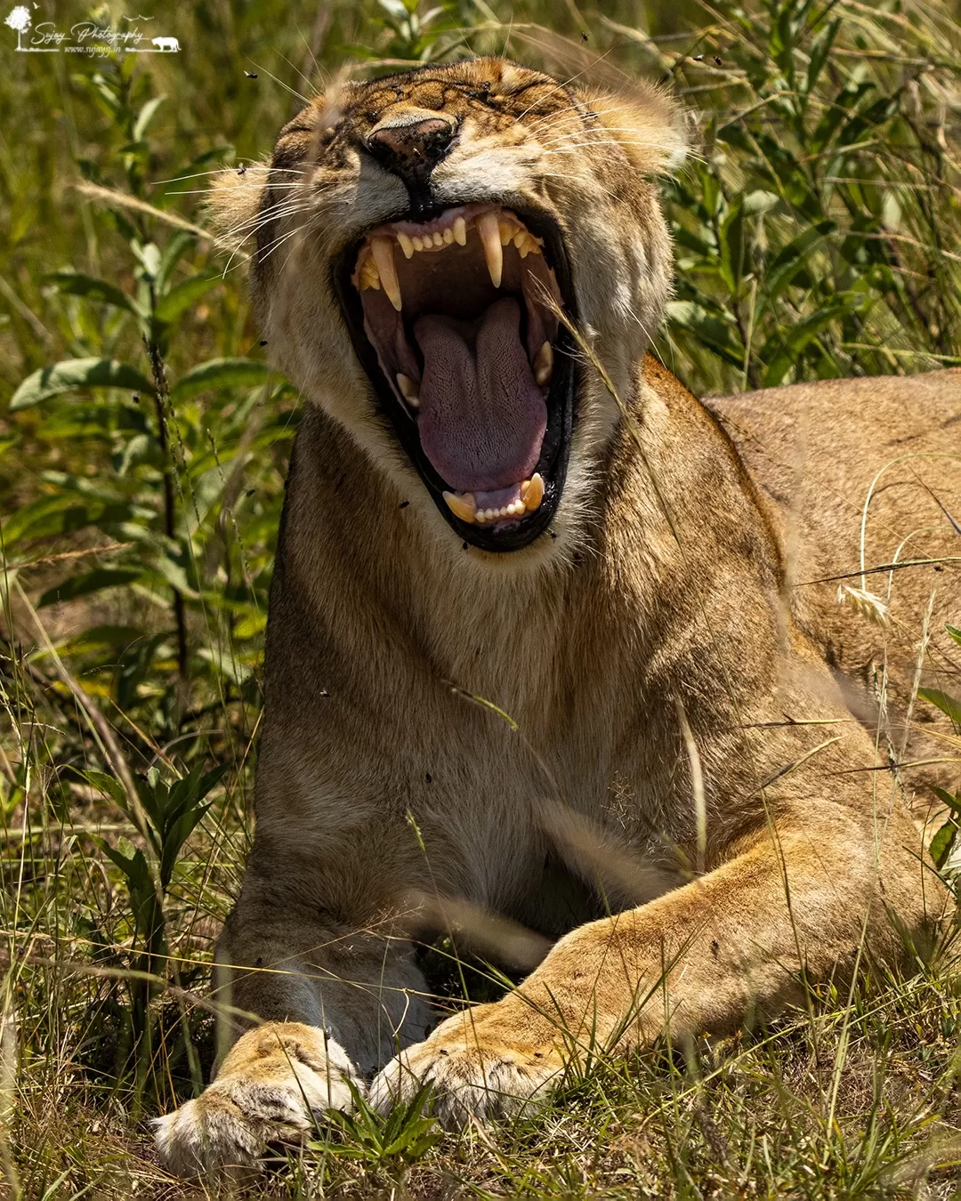 Photo of Masai Mara National Reserve By Sujay Jamkhandi