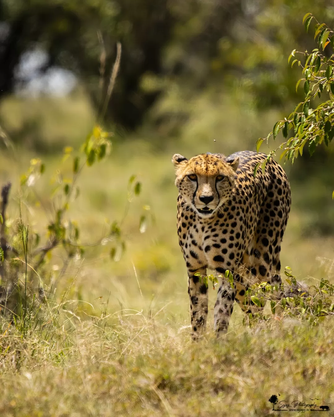 Photo of Masai Mara National Reserve By Sujay Jamkhandi