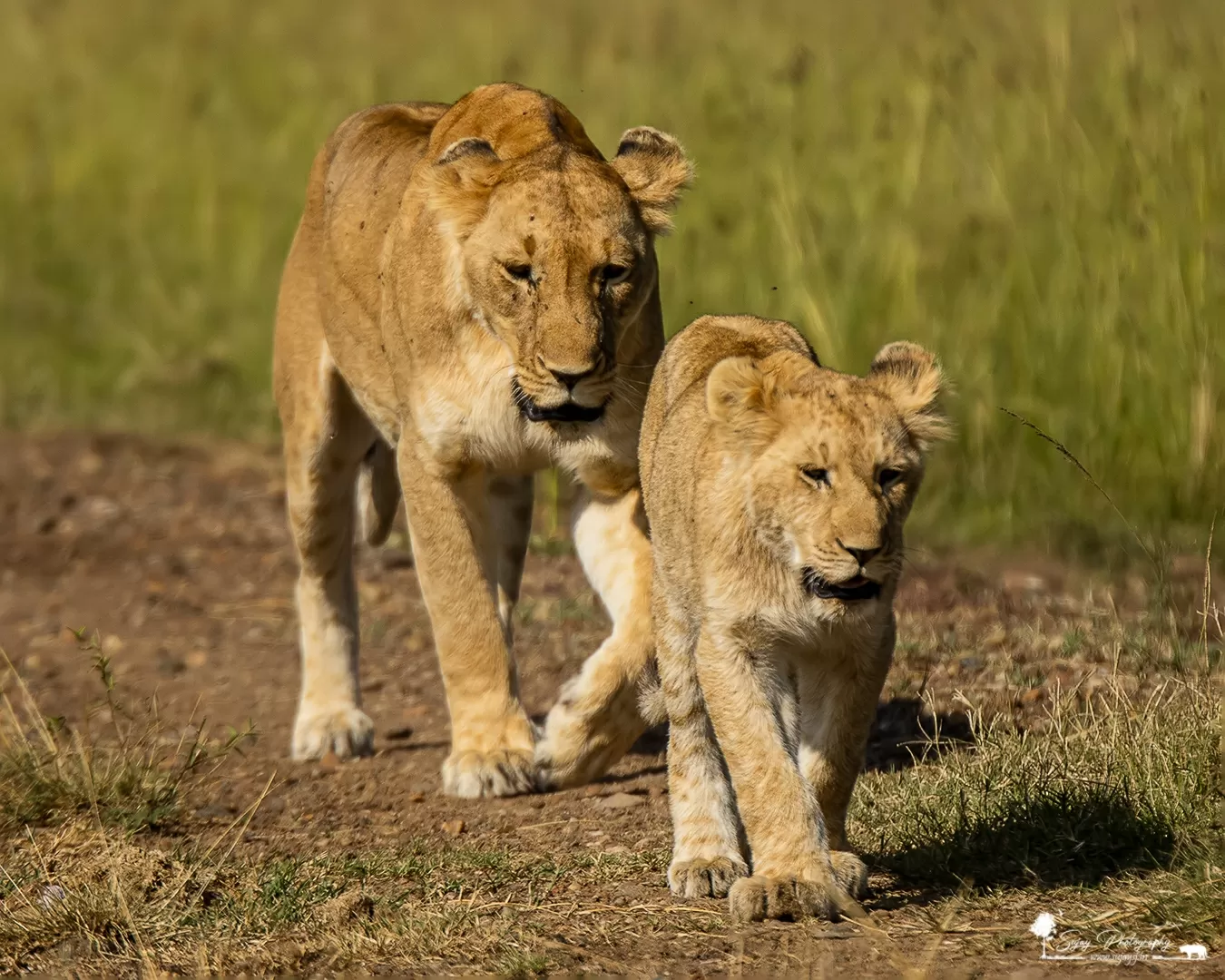 Photo of Masai Mara National Reserve By Sujay Jamkhandi