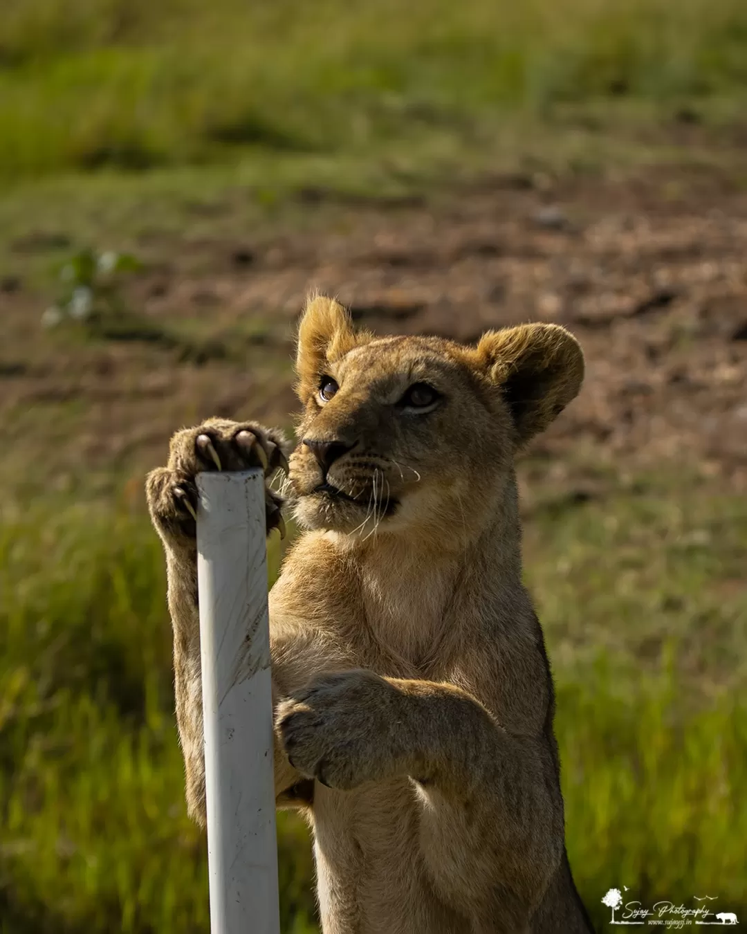 Photo of Masai Mara National Reserve By Sujay Jamkhandi