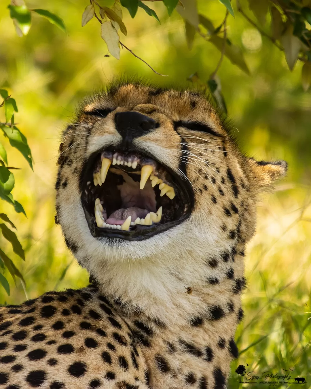 Photo of Masai Mara National Reserve By Sujay Jamkhandi