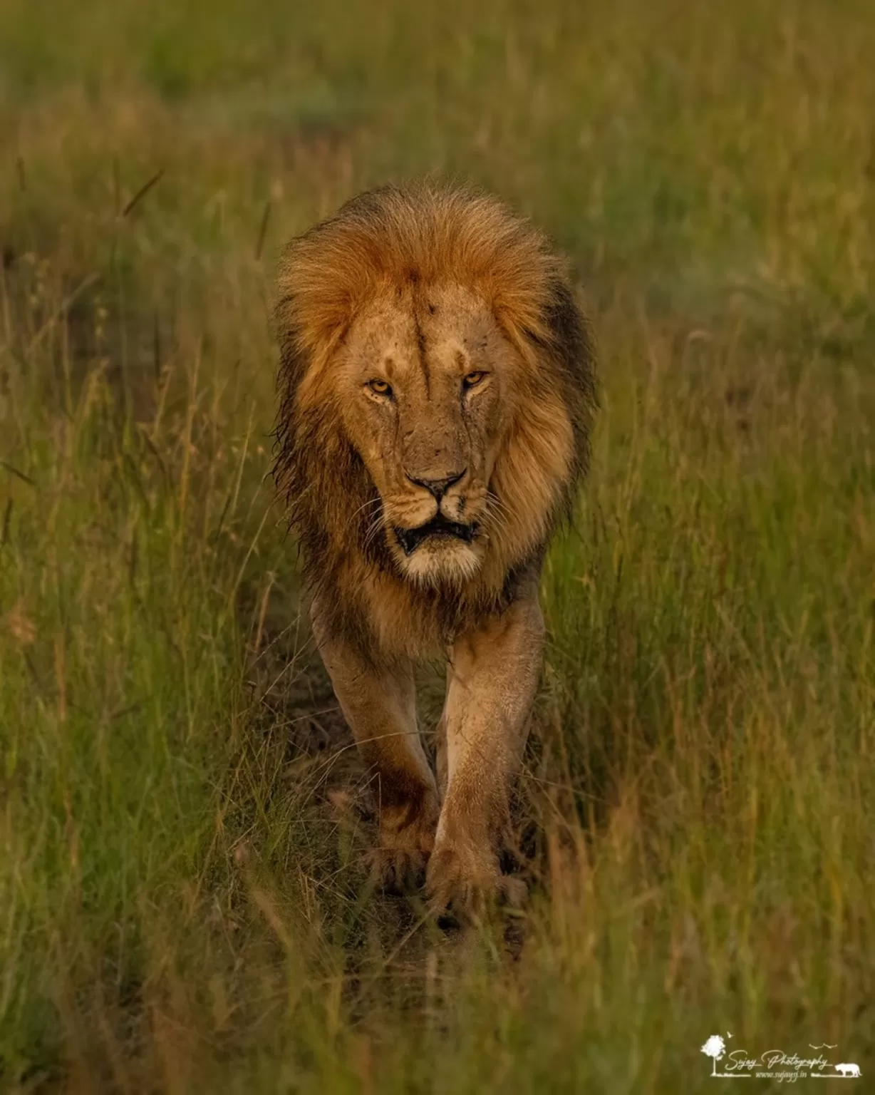 Photo of Masai Mara National Reserve By Sujay Jamkhandi