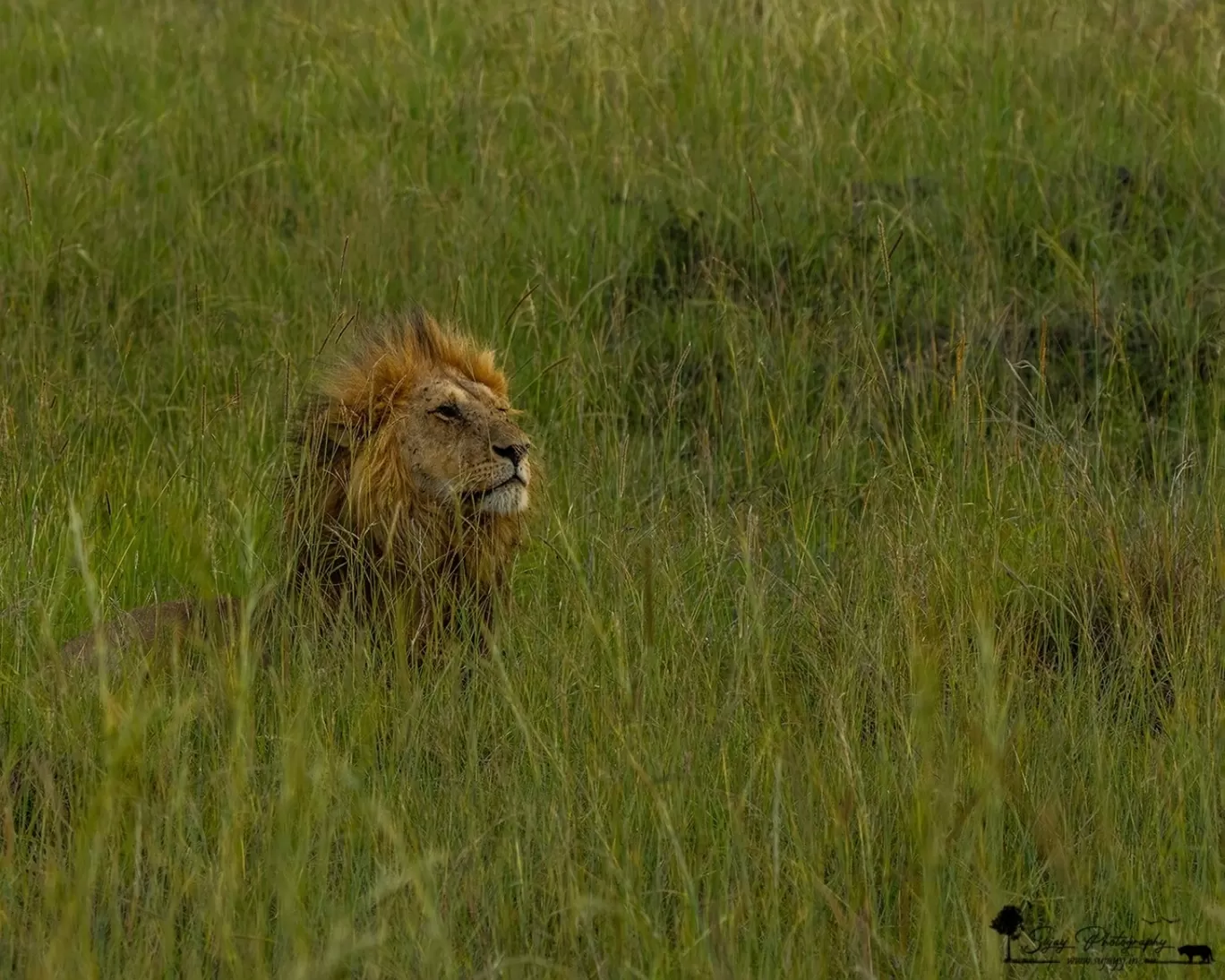 Photo of Masai Mara National Reserve By Sujay Jamkhandi