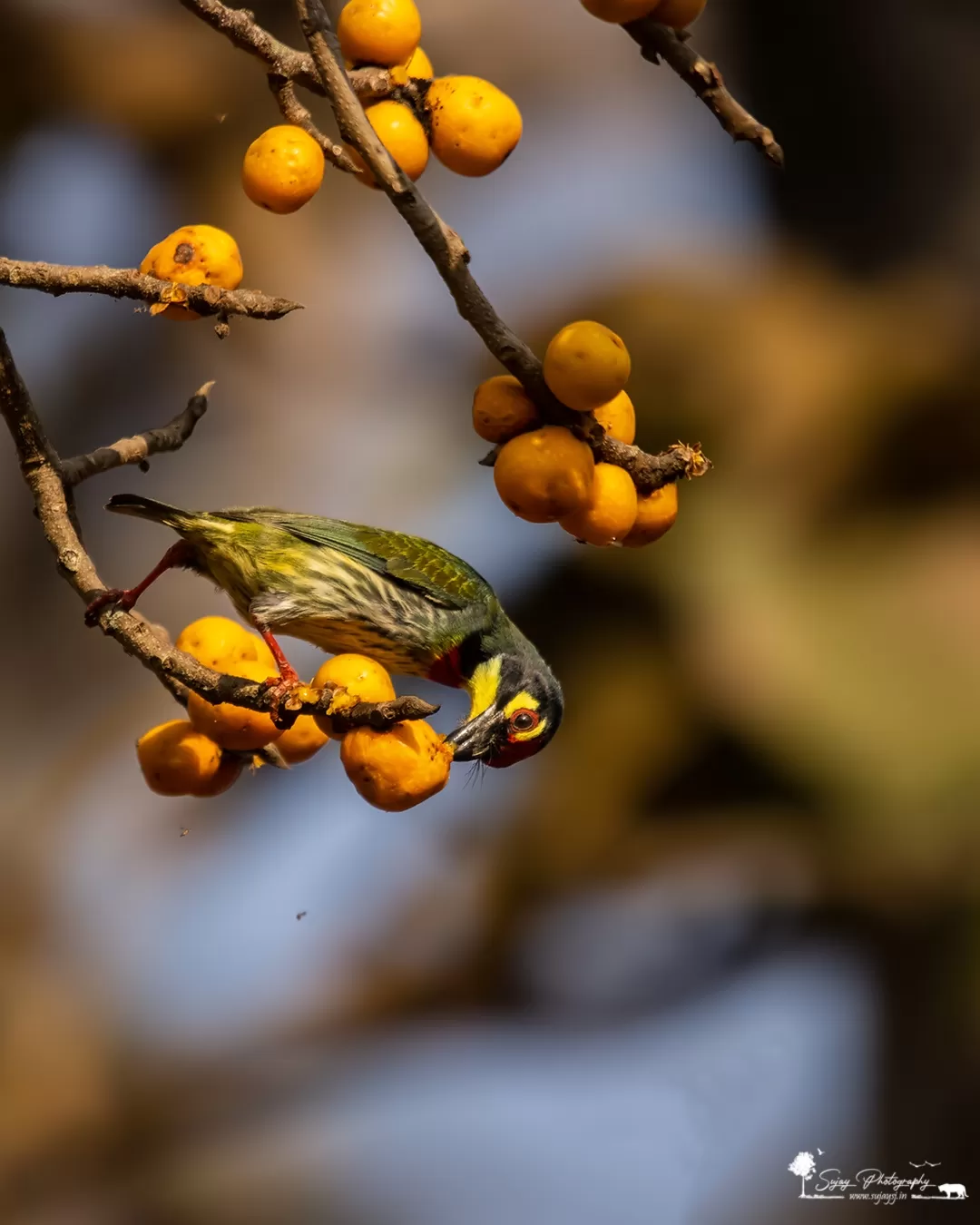 Photo of Dandeli By Sujay Jamkhandi