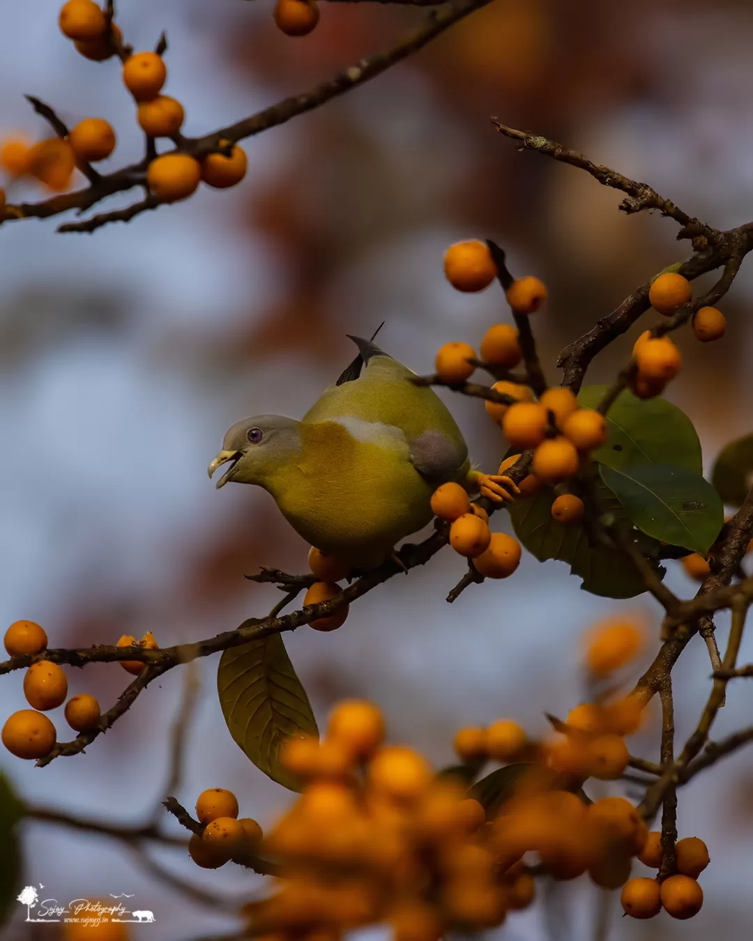 Photo of Dandeli By Sujay Jamkhandi