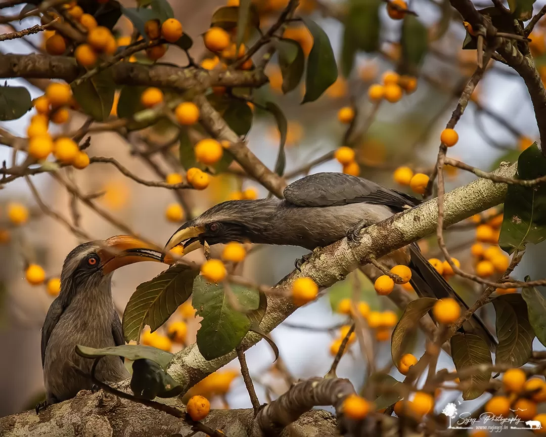 Photo of Dandeli By Sujay Jamkhandi