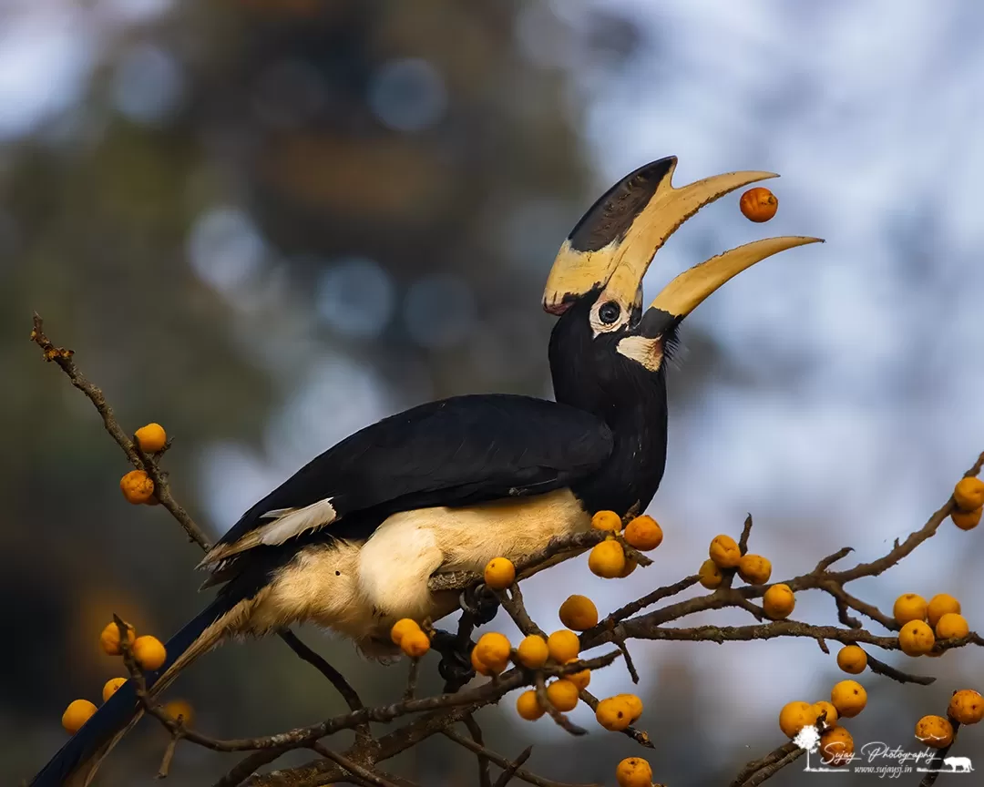 Photo of Dandeli By Sujay Jamkhandi