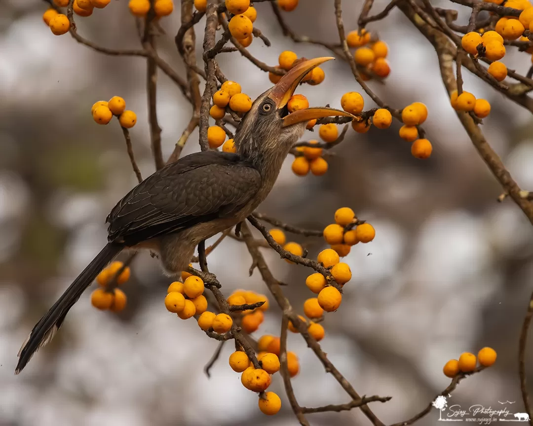 Photo of Dandeli By Sujay Jamkhandi