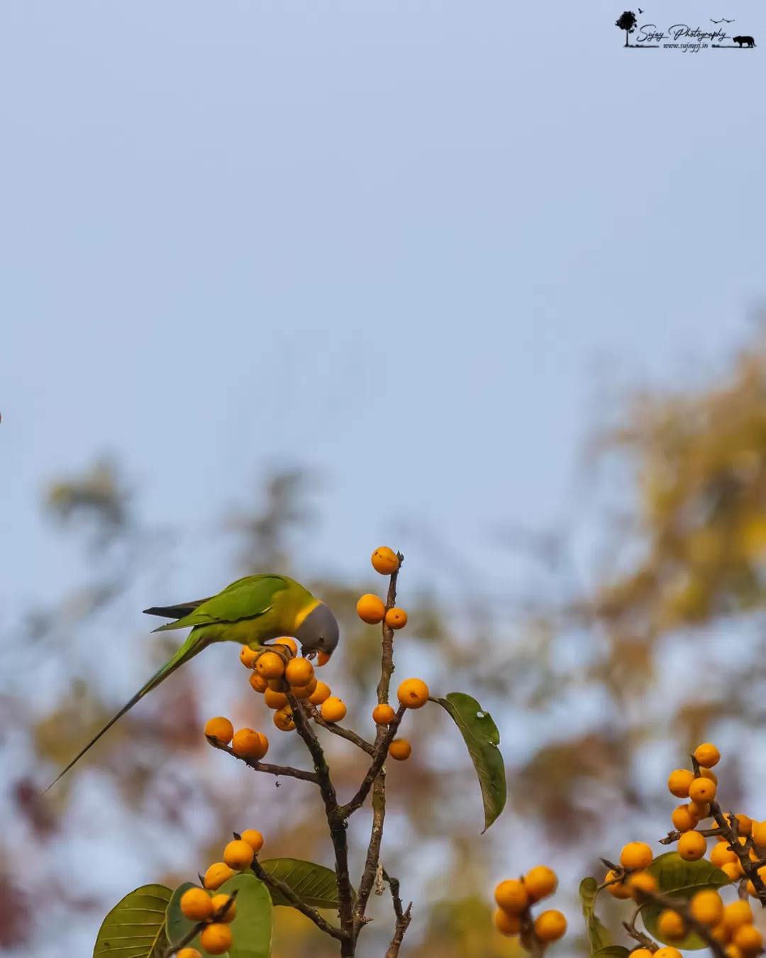 Photo of Dandeli By Sujay Jamkhandi
