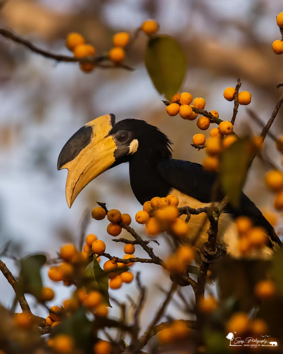Photo of Dandeli By Sujay Jamkhandi