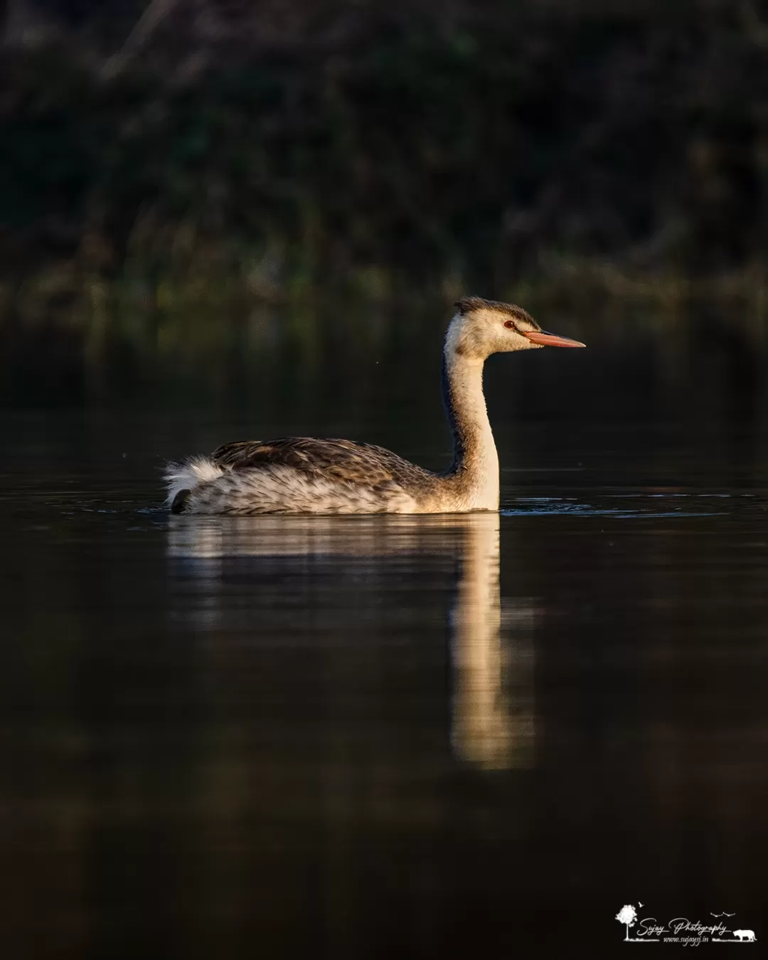 Photo of Keoladeo National Park By Sujay Jamkhandi