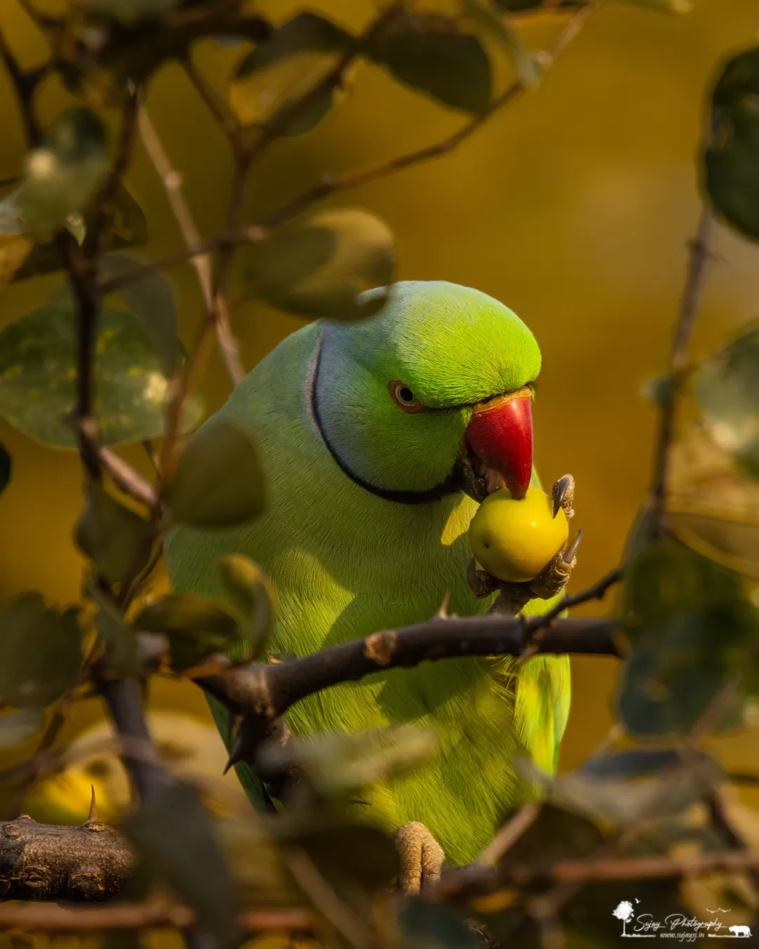 Photo of Keoladeo National Park By Sujay Jamkhandi