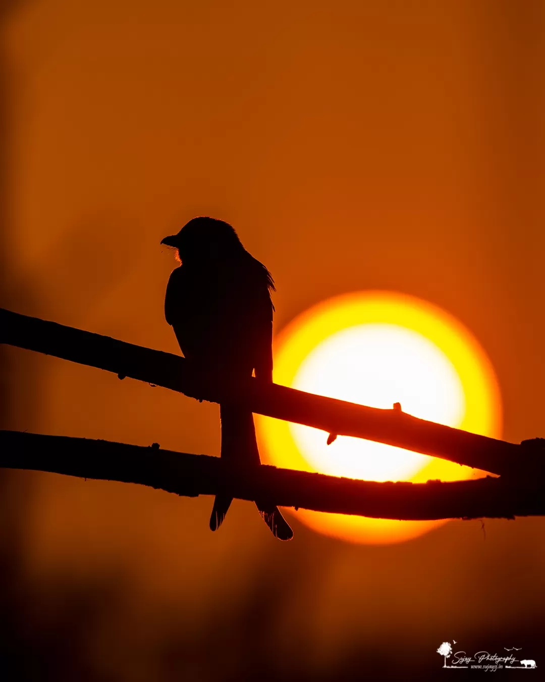 Photo of Keoladeo National Park By Sujay Jamkhandi