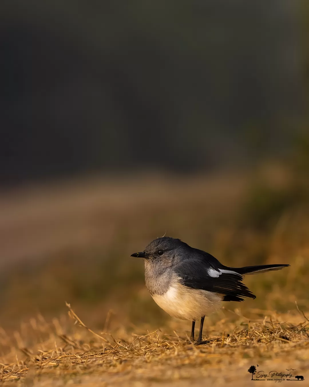 Photo of Keoladeo National Park By Sujay Jamkhandi