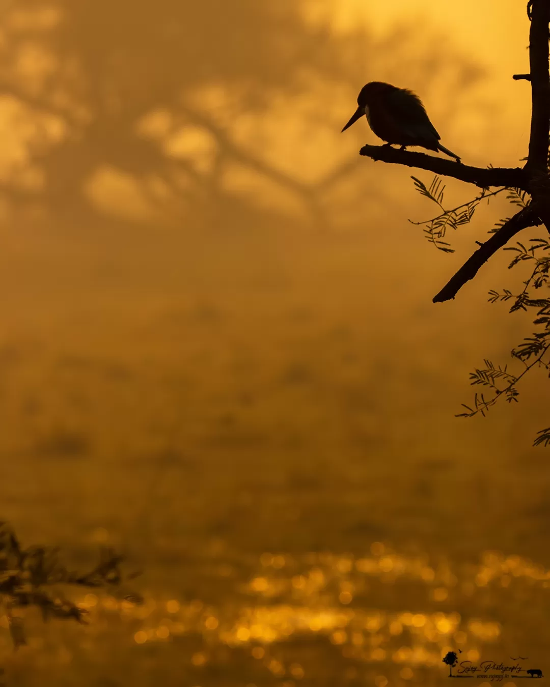 Photo of Keoladeo National Park By Sujay Jamkhandi