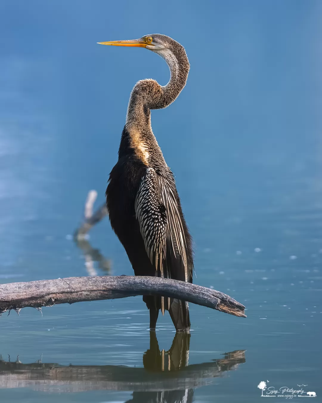 Photo of Keoladeo National Park By Sujay Jamkhandi