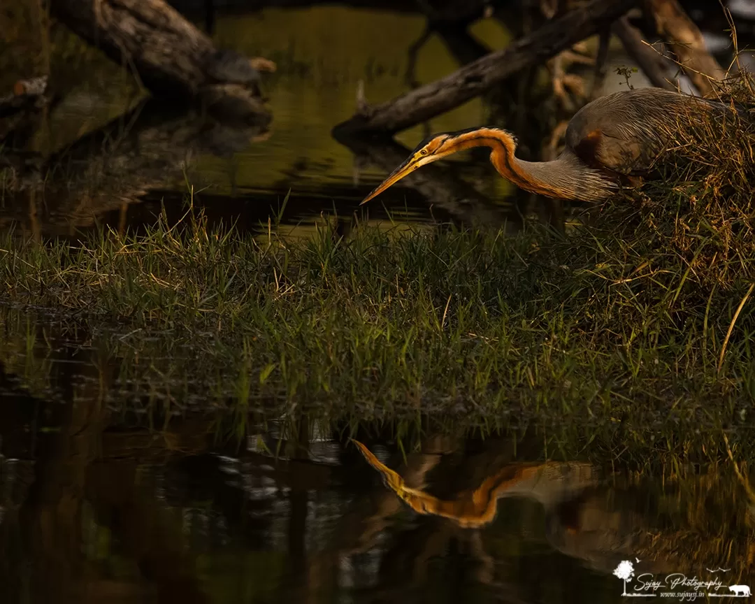 Photo of Keoladeo National Park By Sujay Jamkhandi