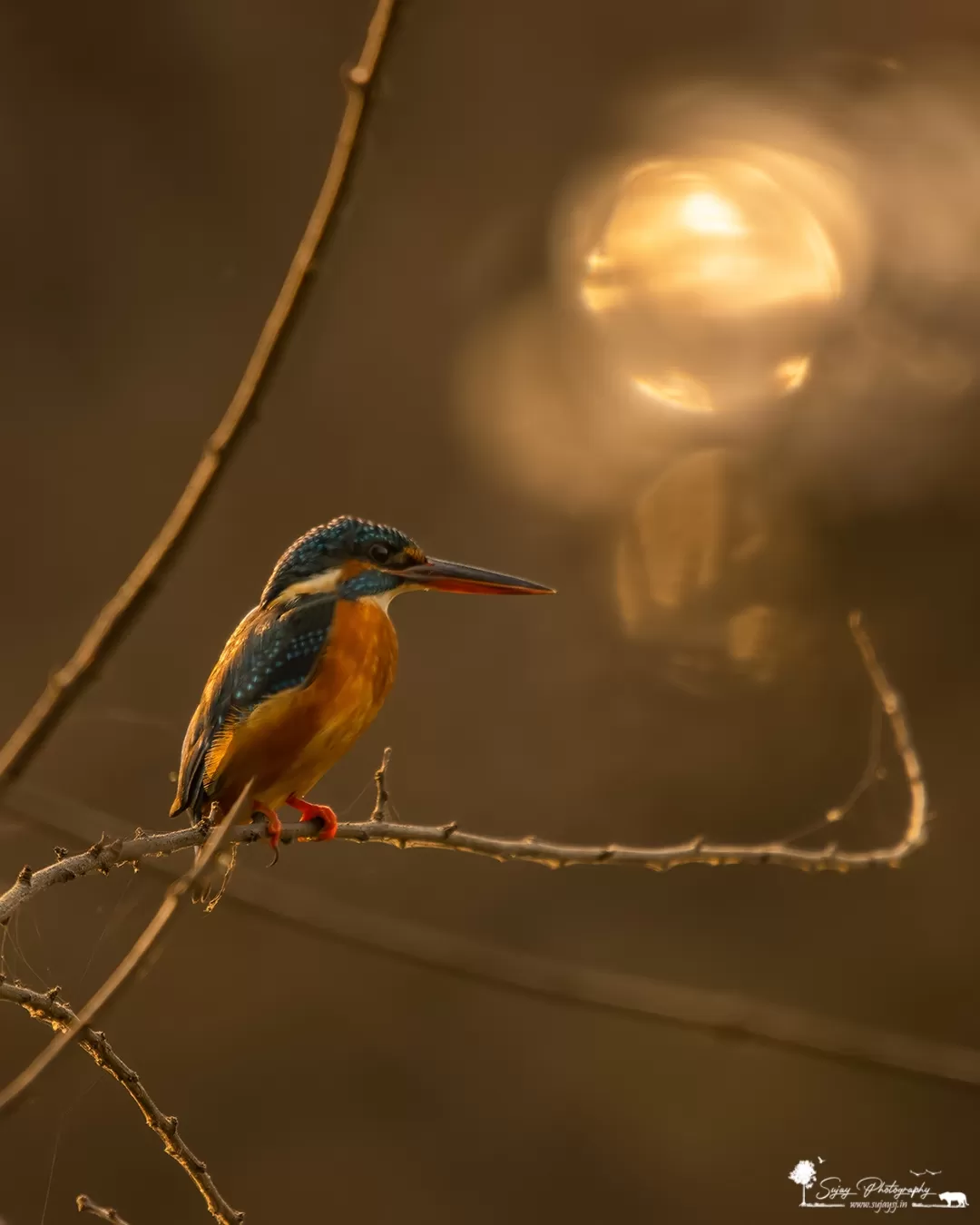 Photo of Keoladeo National Park By Sujay Jamkhandi