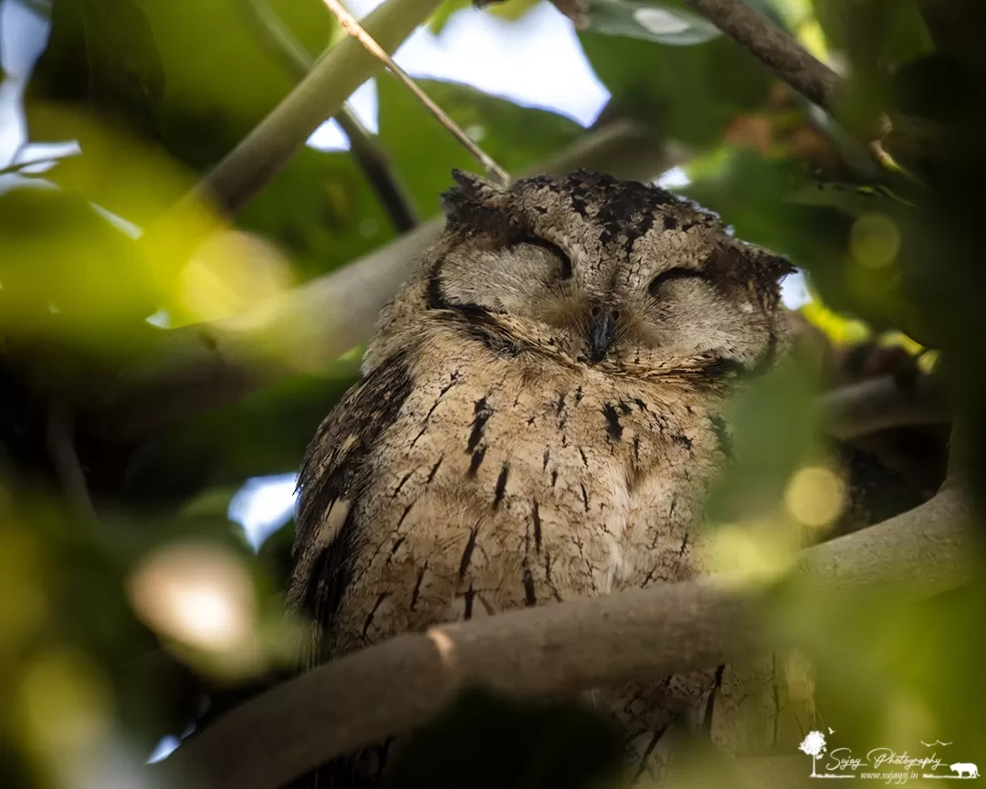 Photo of Keoladeo National Park By Sujay Jamkhandi