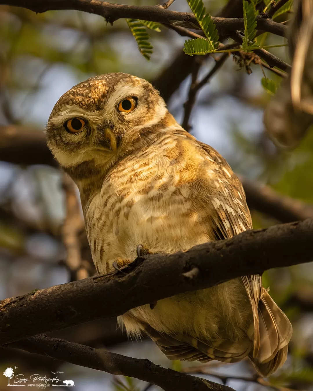 Photo of Keoladeo National Park By Sujay Jamkhandi