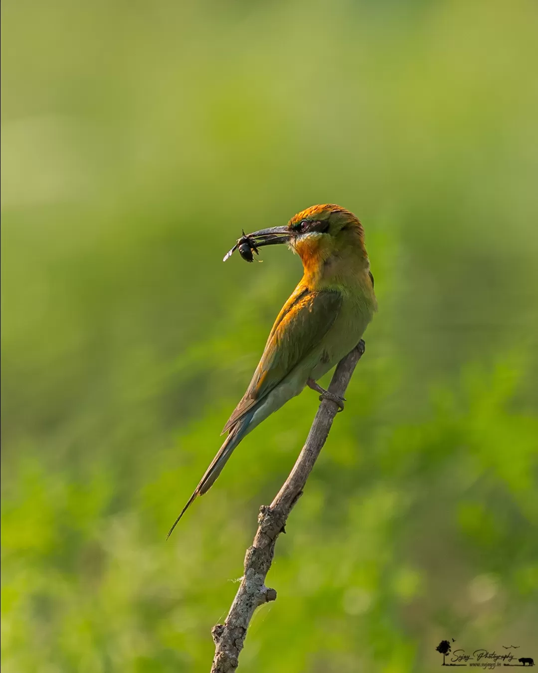 Photo of Karnataka By Sujay Jamkhandi