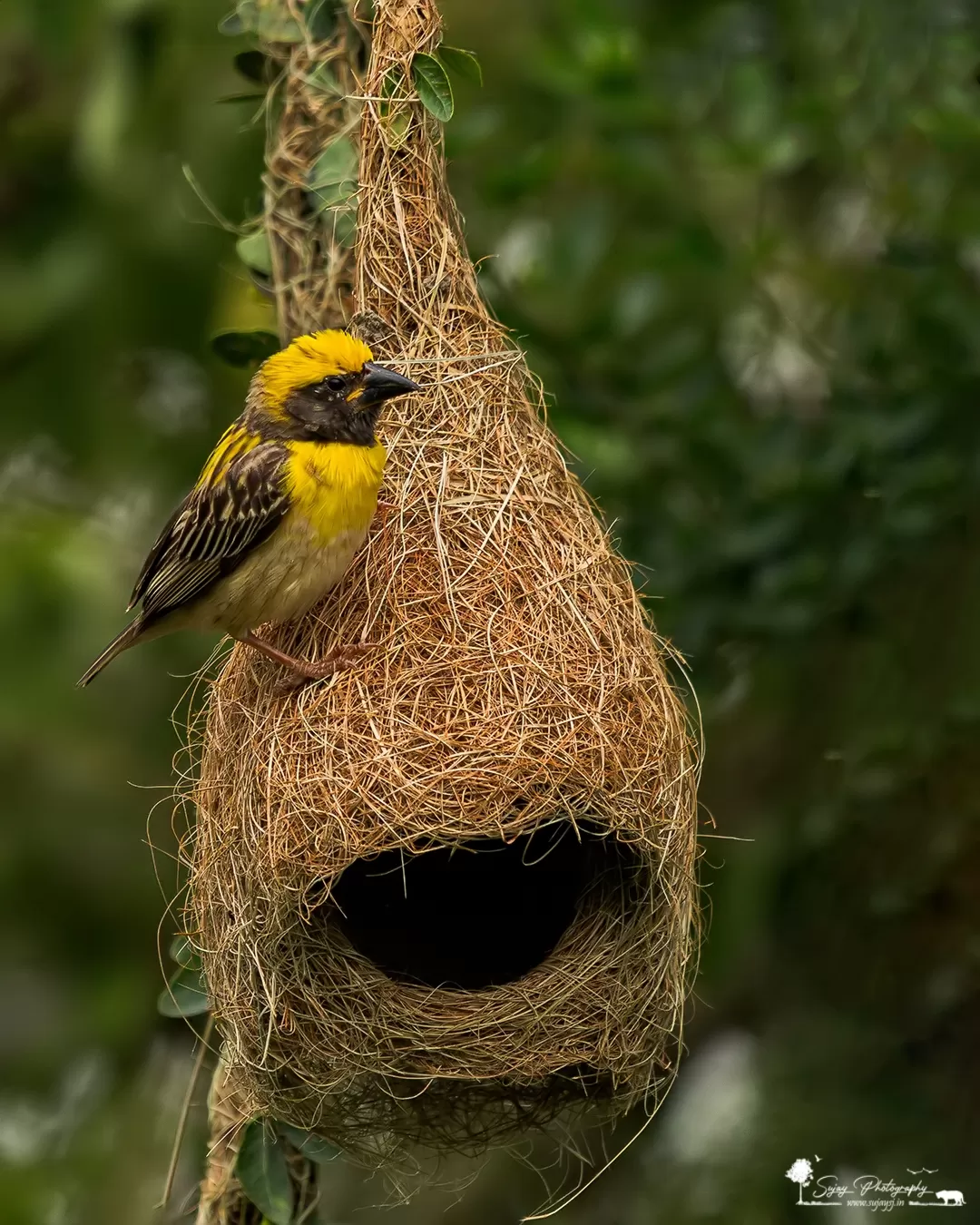 Photo of Anekal By Sujay Jamkhandi