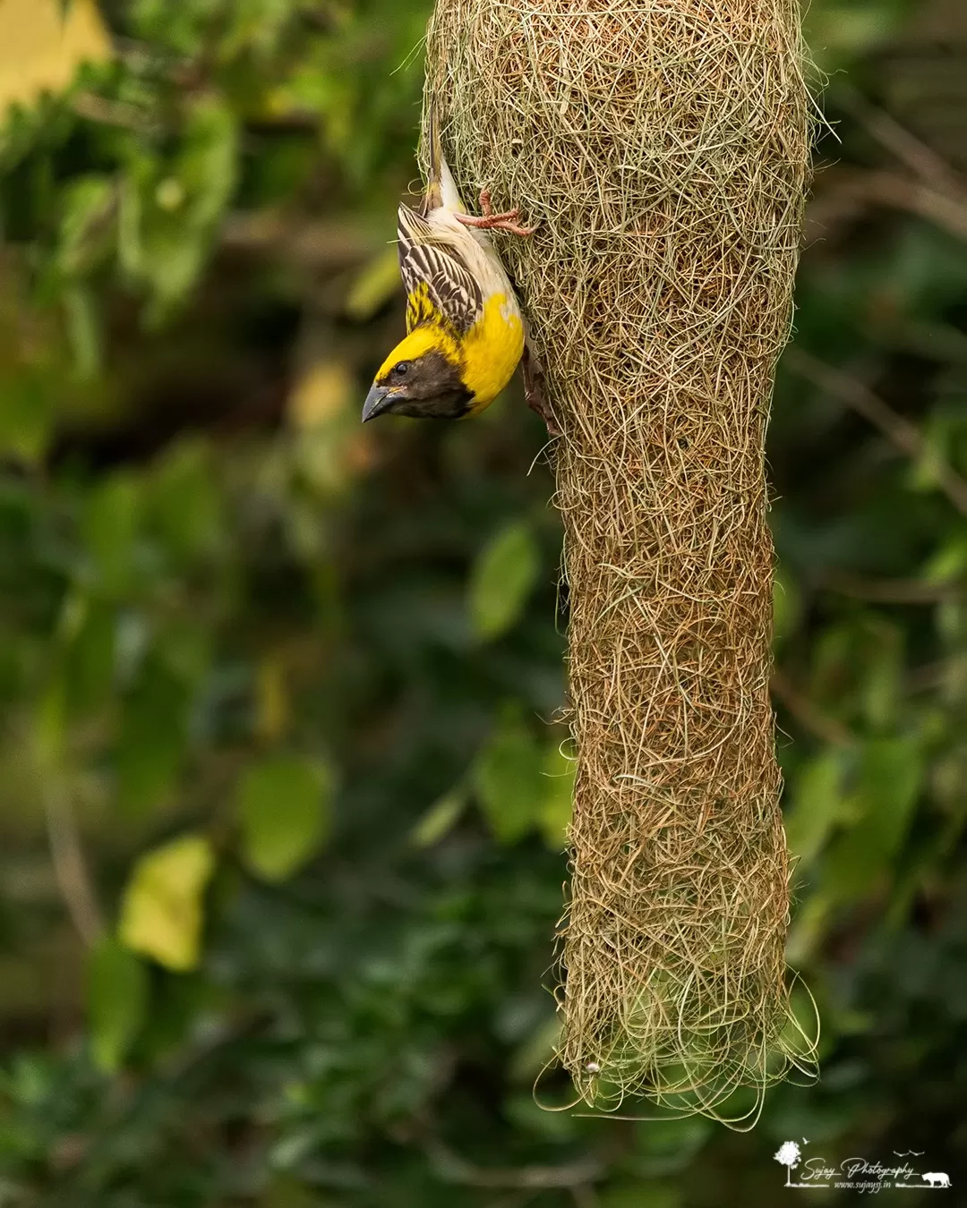 Photo of Anekal By Sujay Jamkhandi