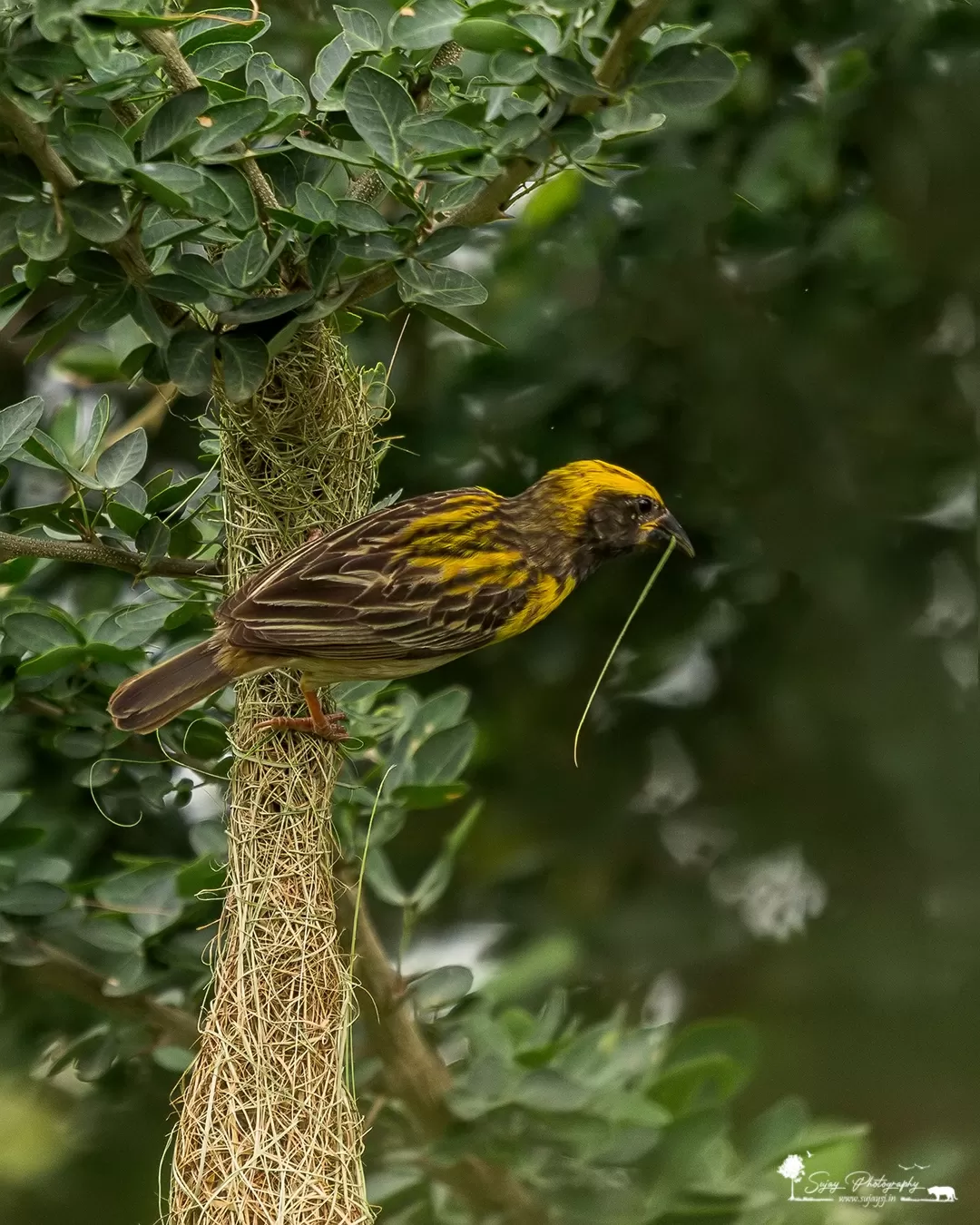 Photo of Anekal By Sujay Jamkhandi