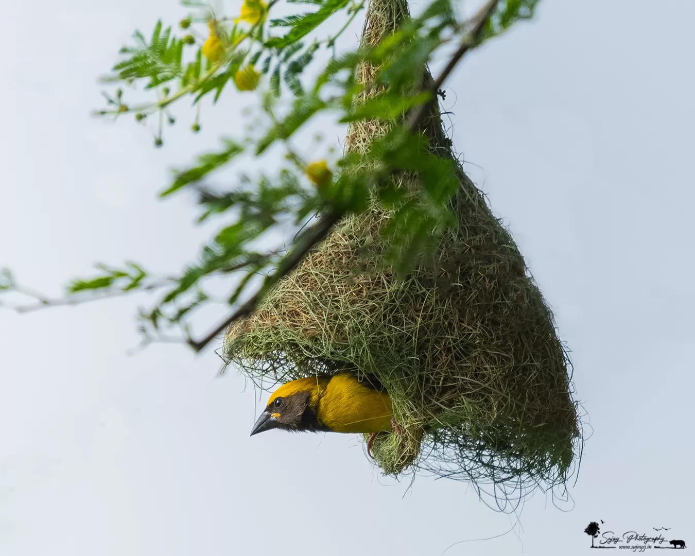 Photo of Anekal By Sujay Jamkhandi