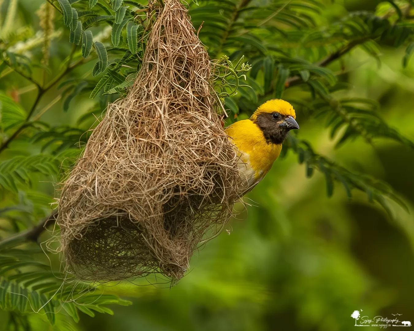 Photo of Anekal By Sujay Jamkhandi